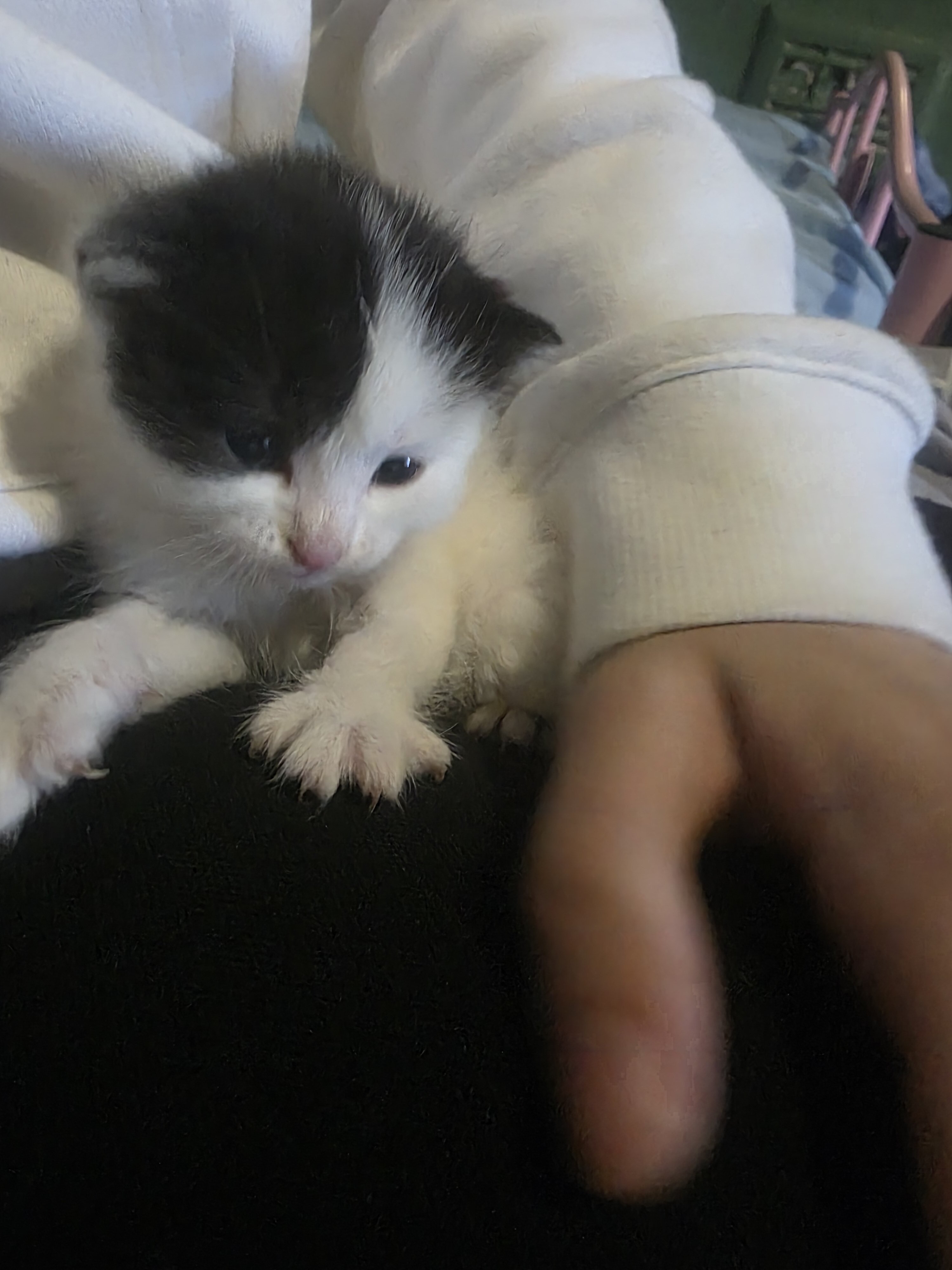 Kittens image 3