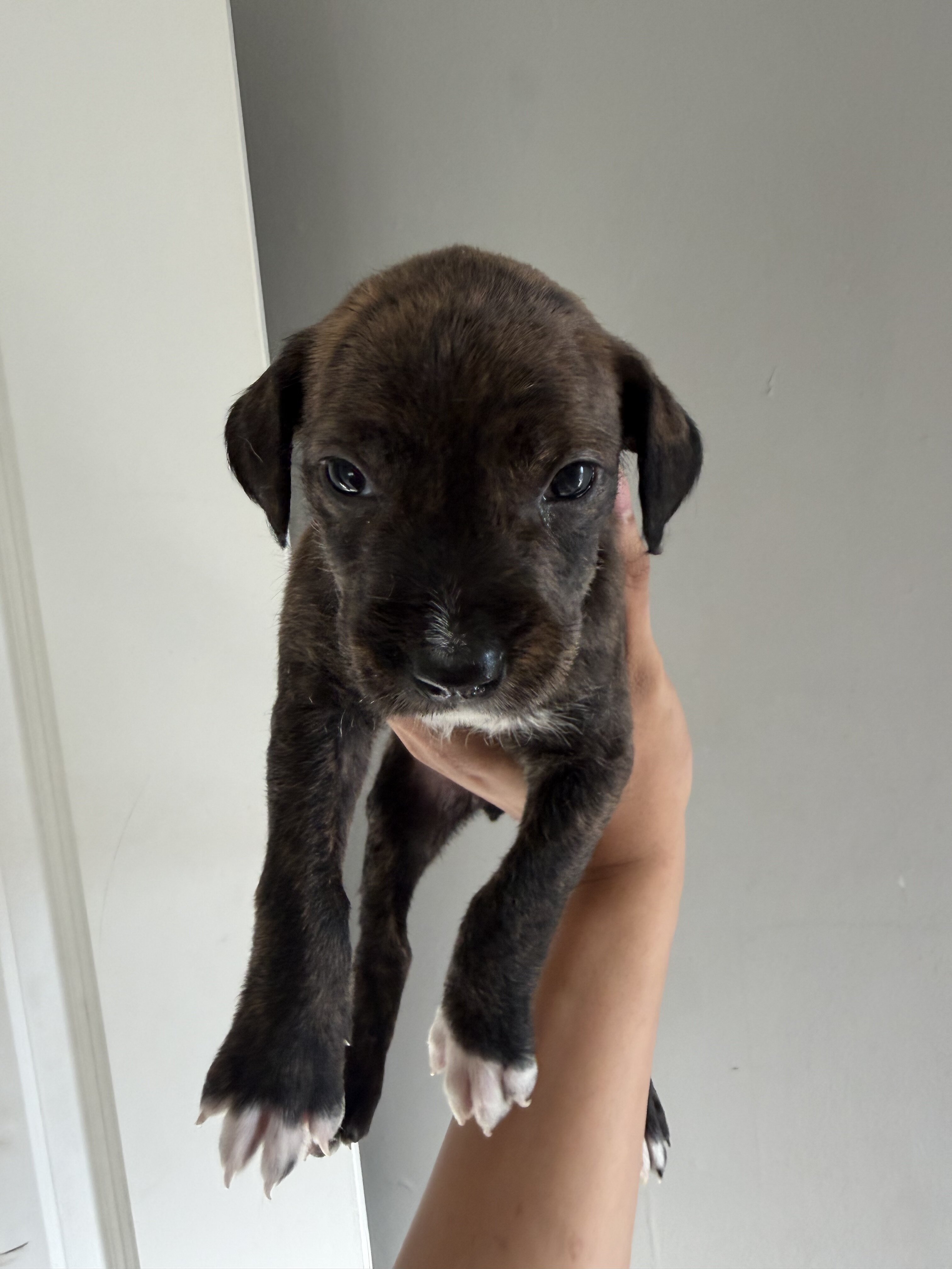Pitbull bully labradoodle mix Puppies image 4