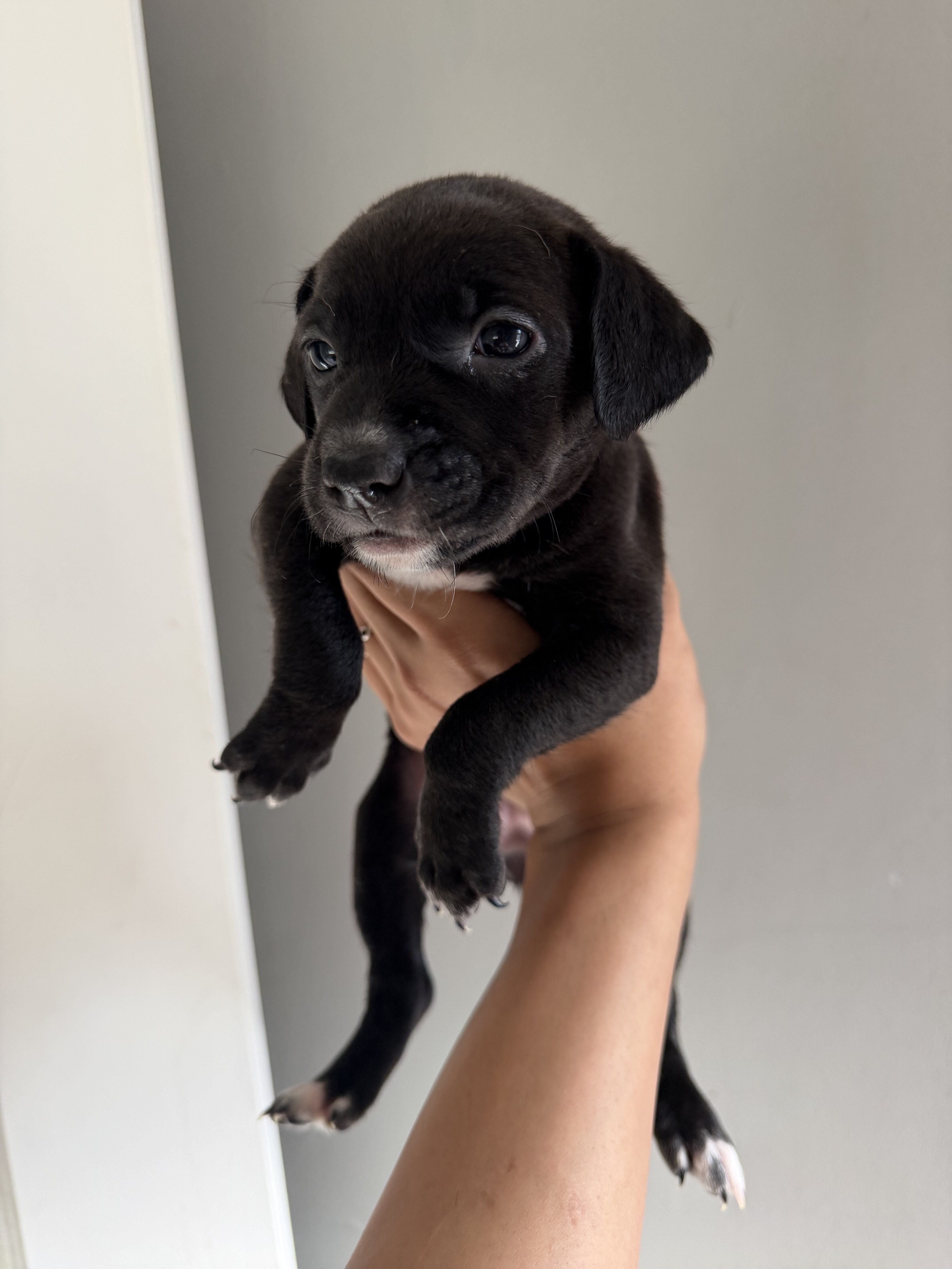 Pitbull bully labradoodle mix Puppies image 3