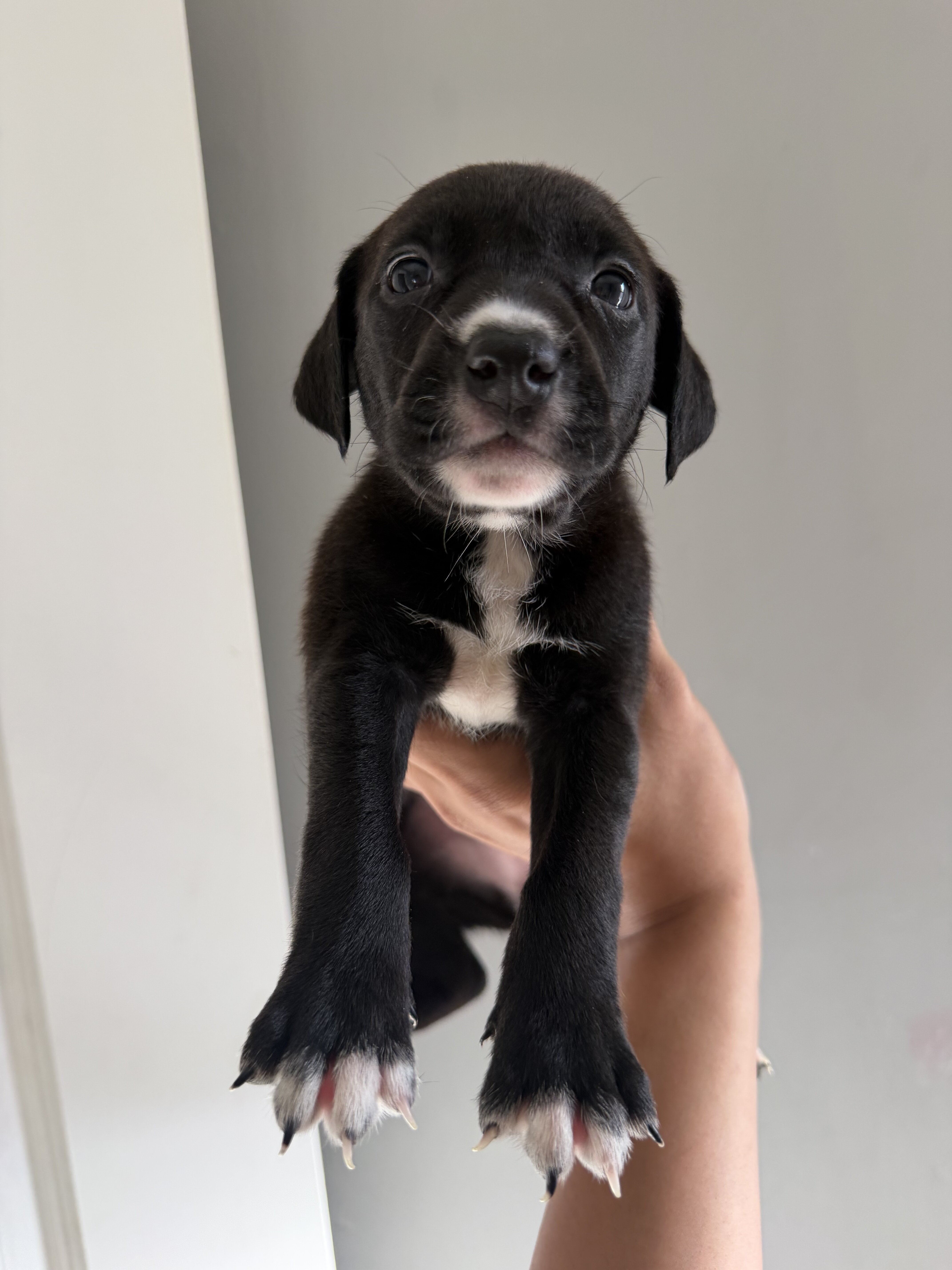 Pitbull bully labradoodle mix Puppies image 2
