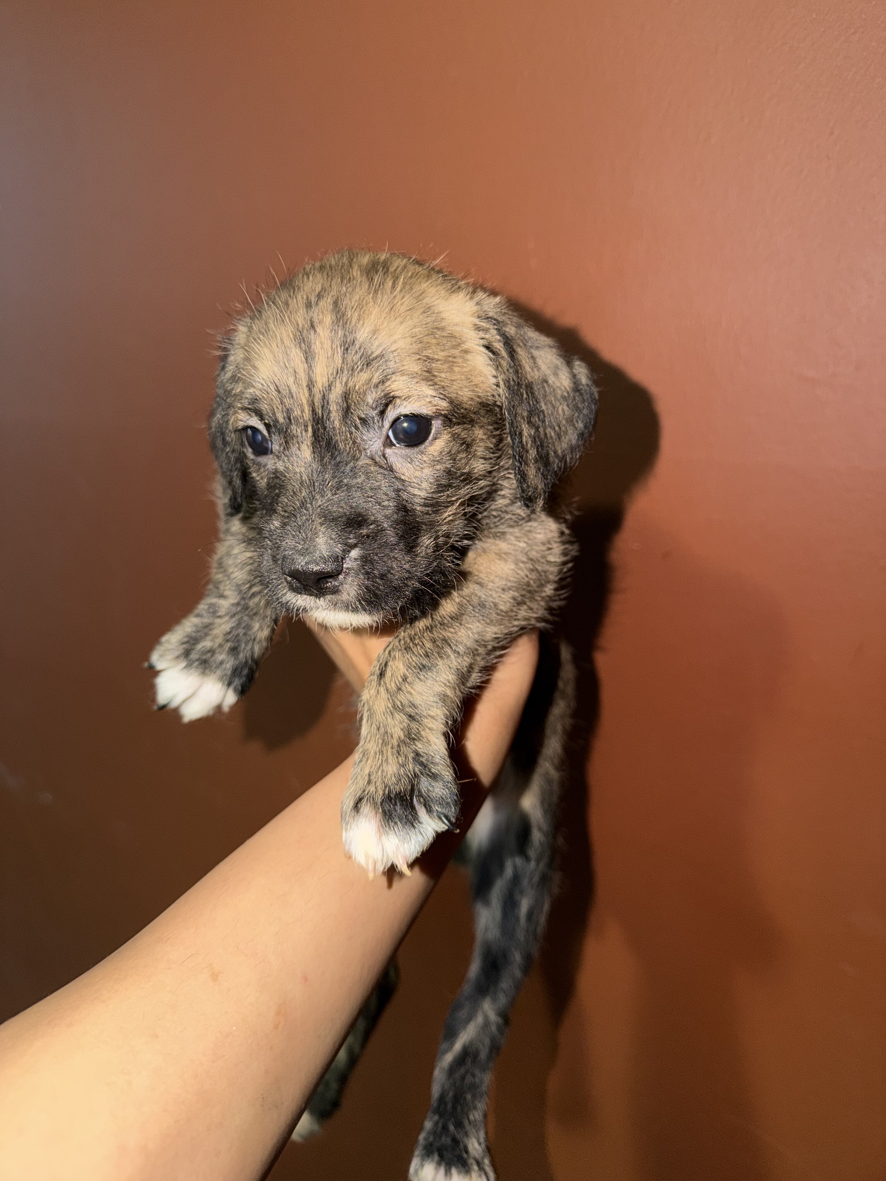 Pitbull bully labradoodle mix Puppies image 1