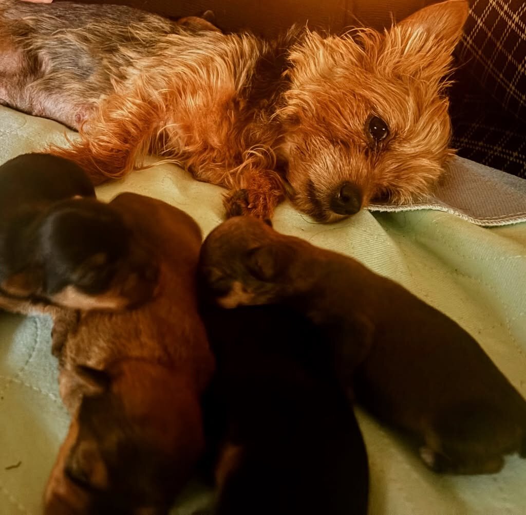Registered yorkies-Typical and Golden Sable parent image 3