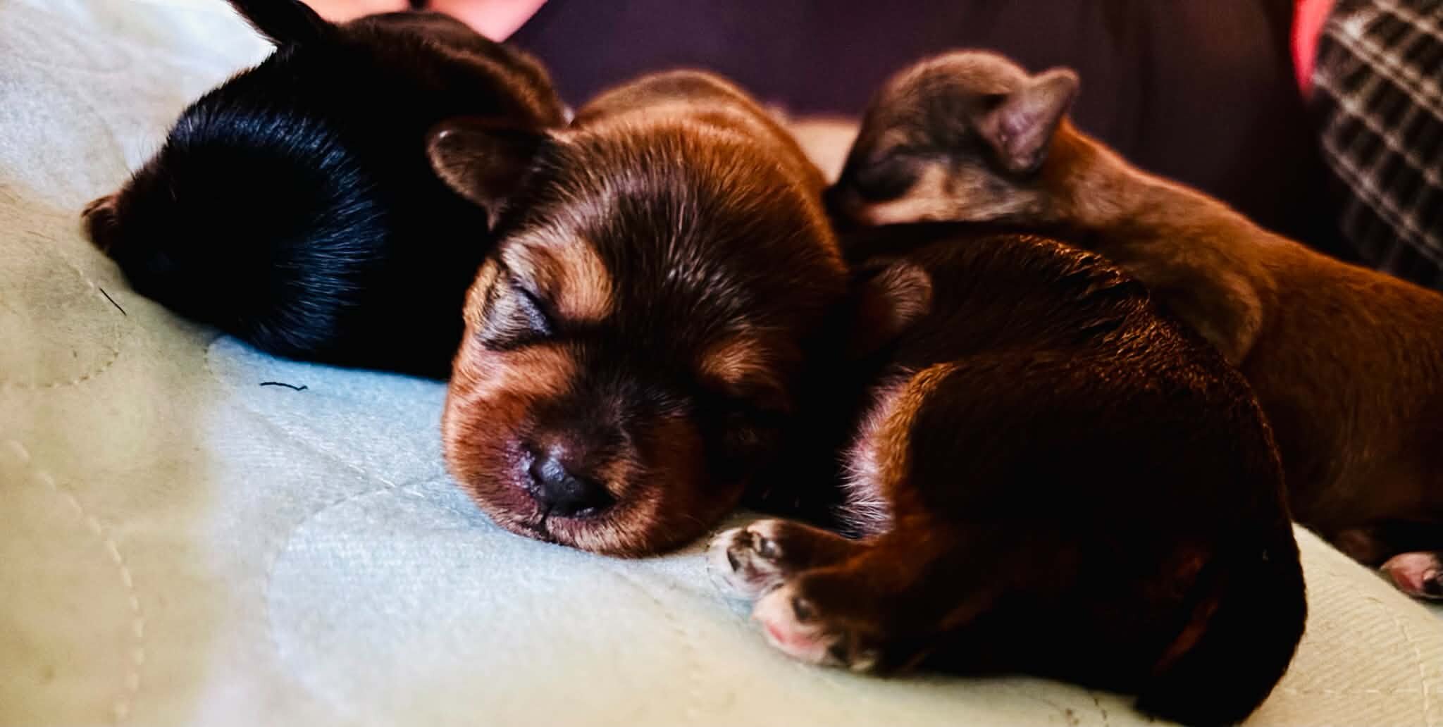 Registered yorkies-Typical and Golden Sable parent image 1