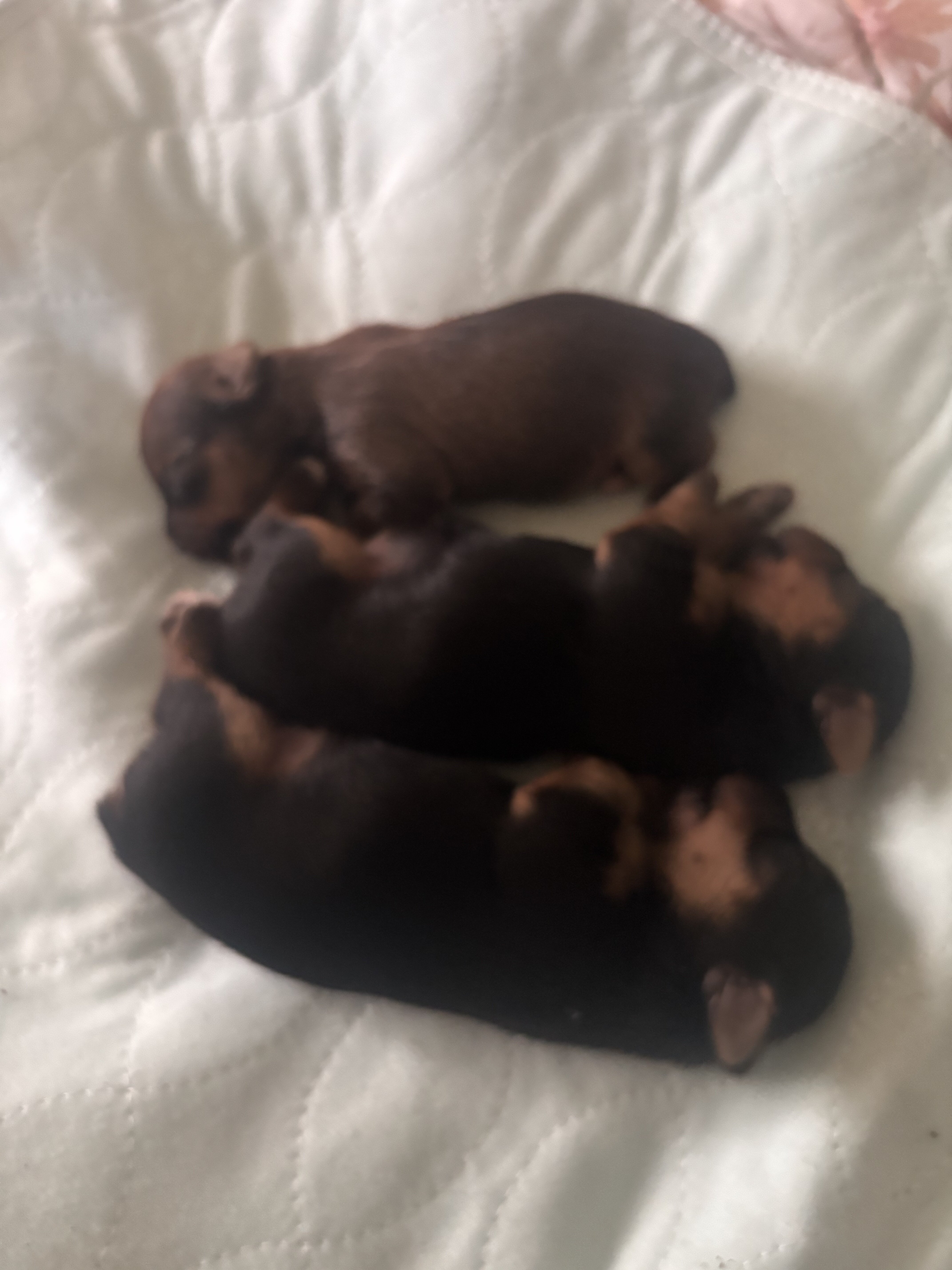 Registered yorkies-Typical and Golden Sable parent image 5