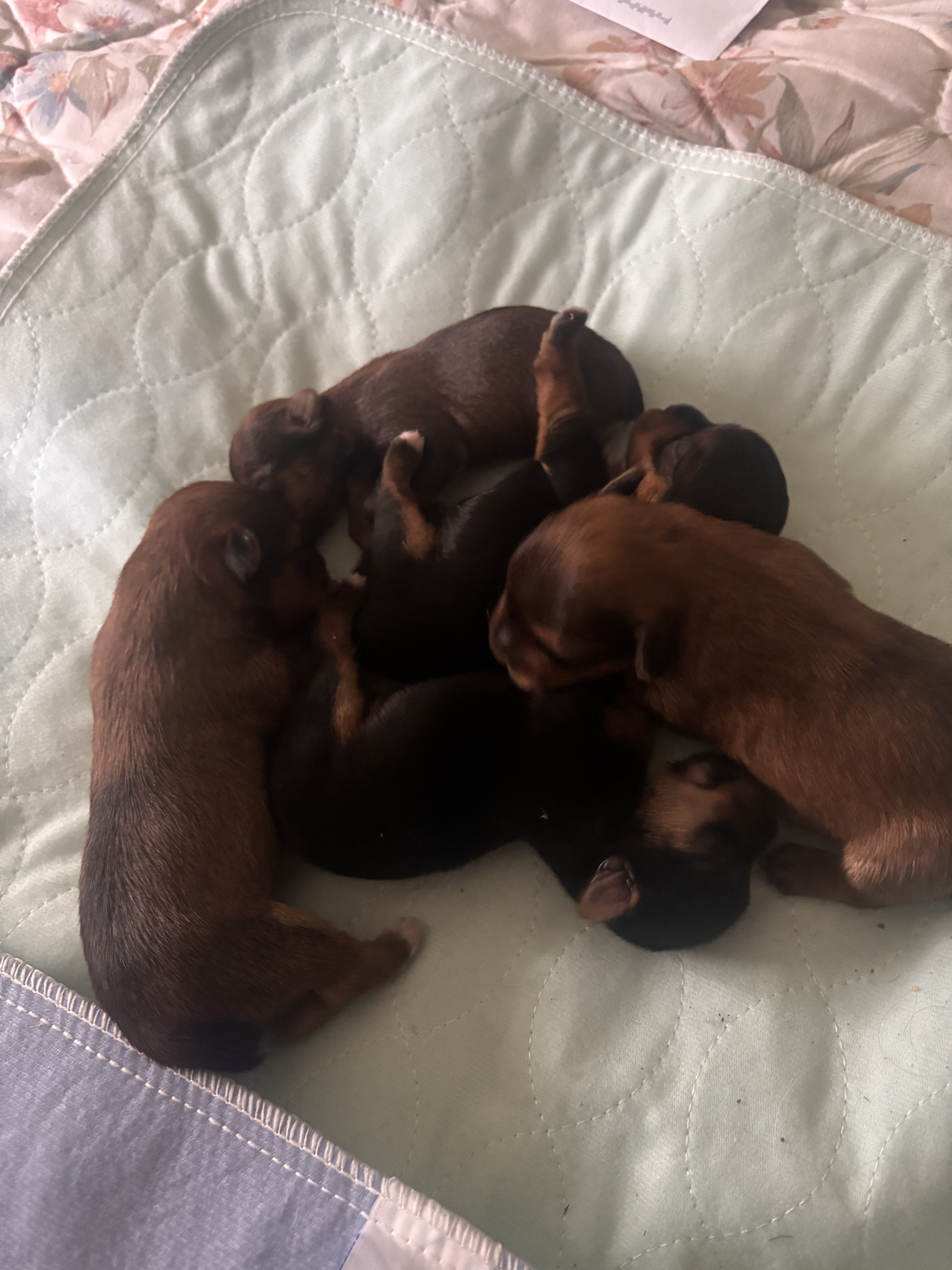 Registered yorkies-Typical and Golden Sable parent image 4