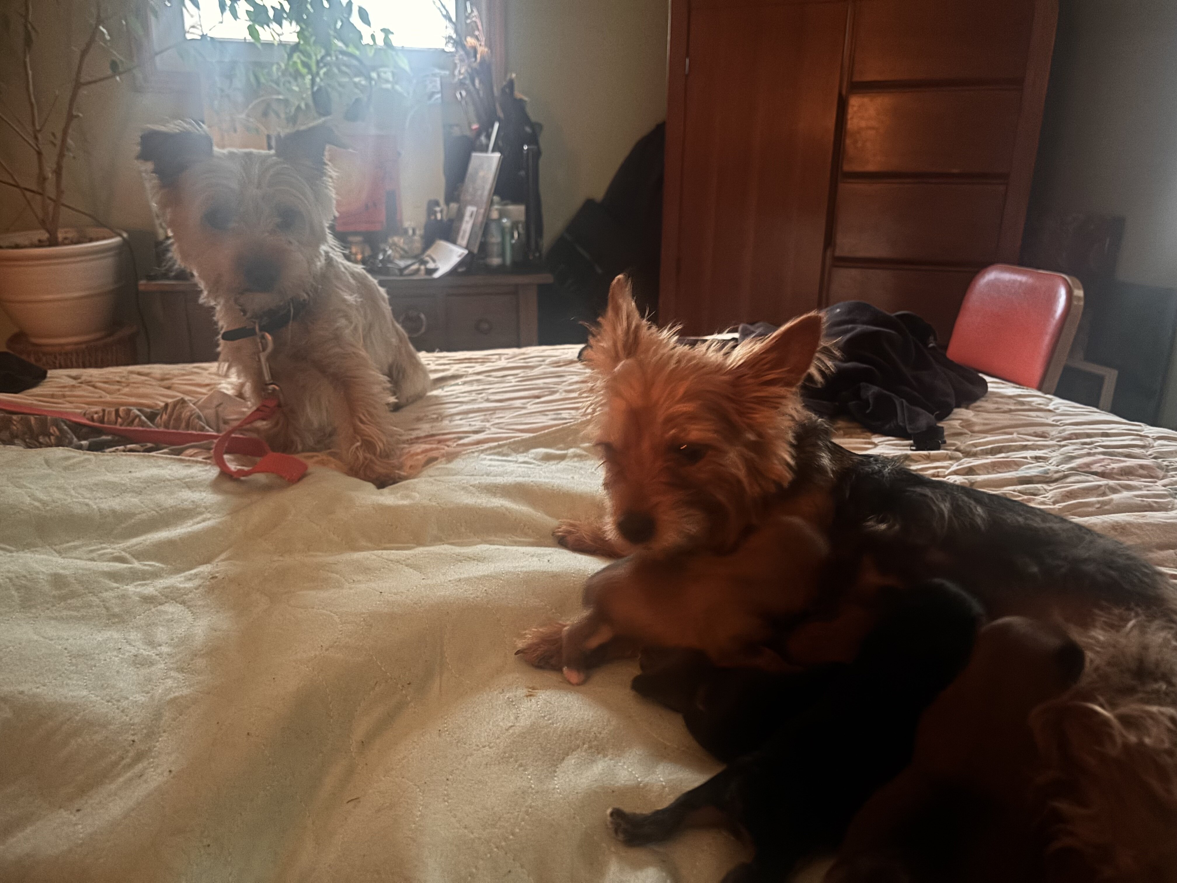 Registered yorkies-Typical and Golden Sable parent image 2