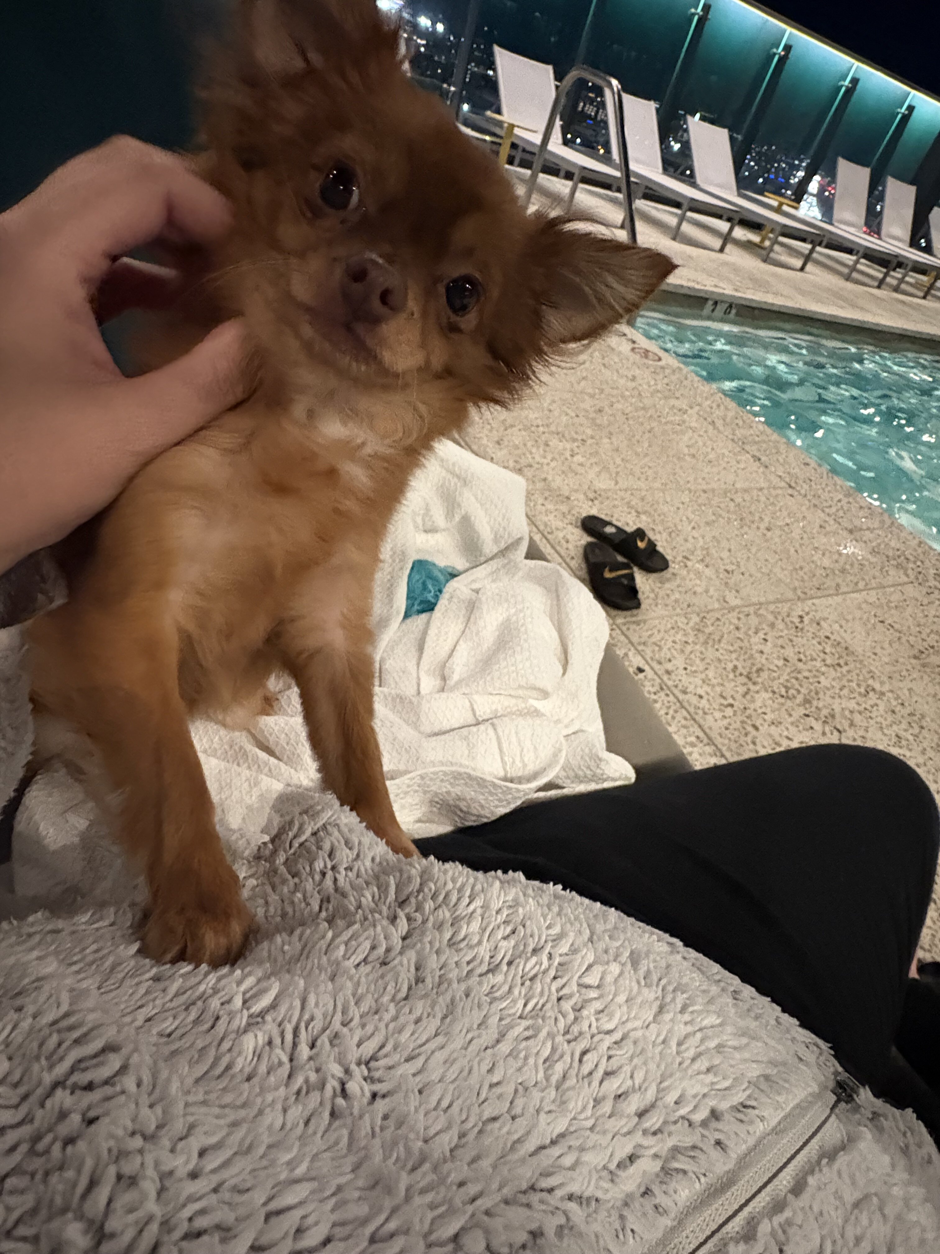 Teacup long-haired Chihuahua image 5