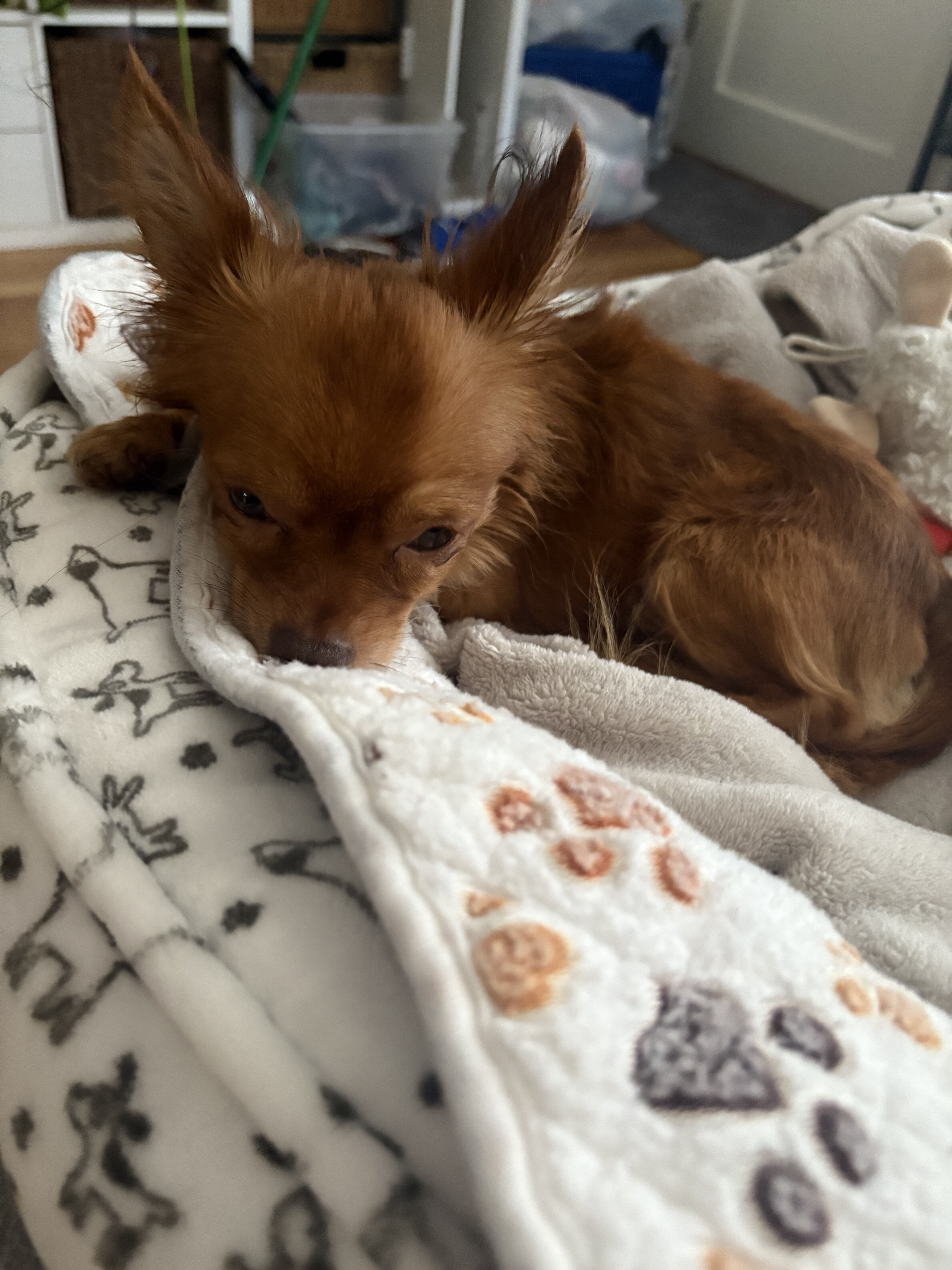 Teacup long-haired Chihuahua image 4