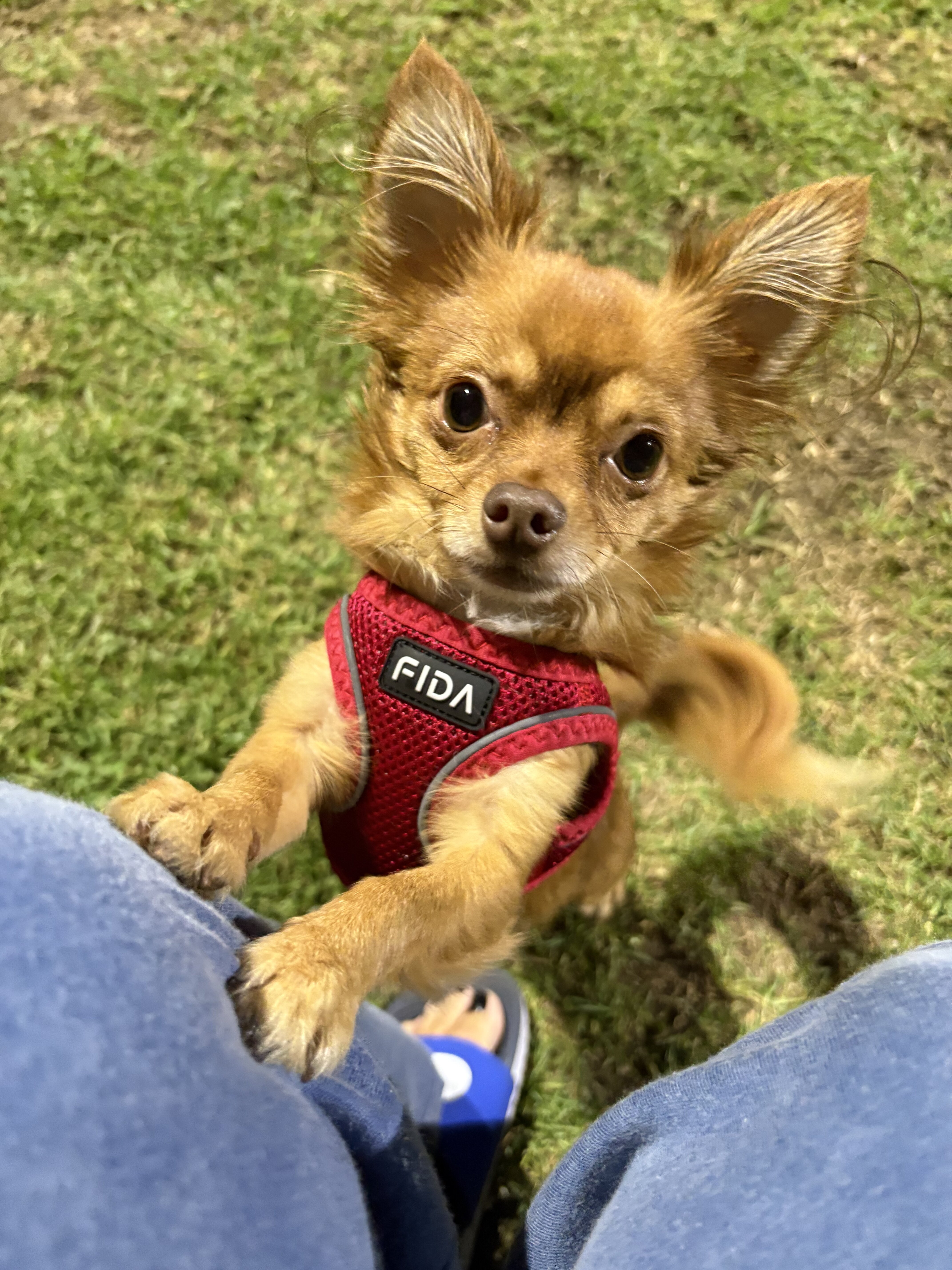 Teacup long-haired Chihuahua image 1