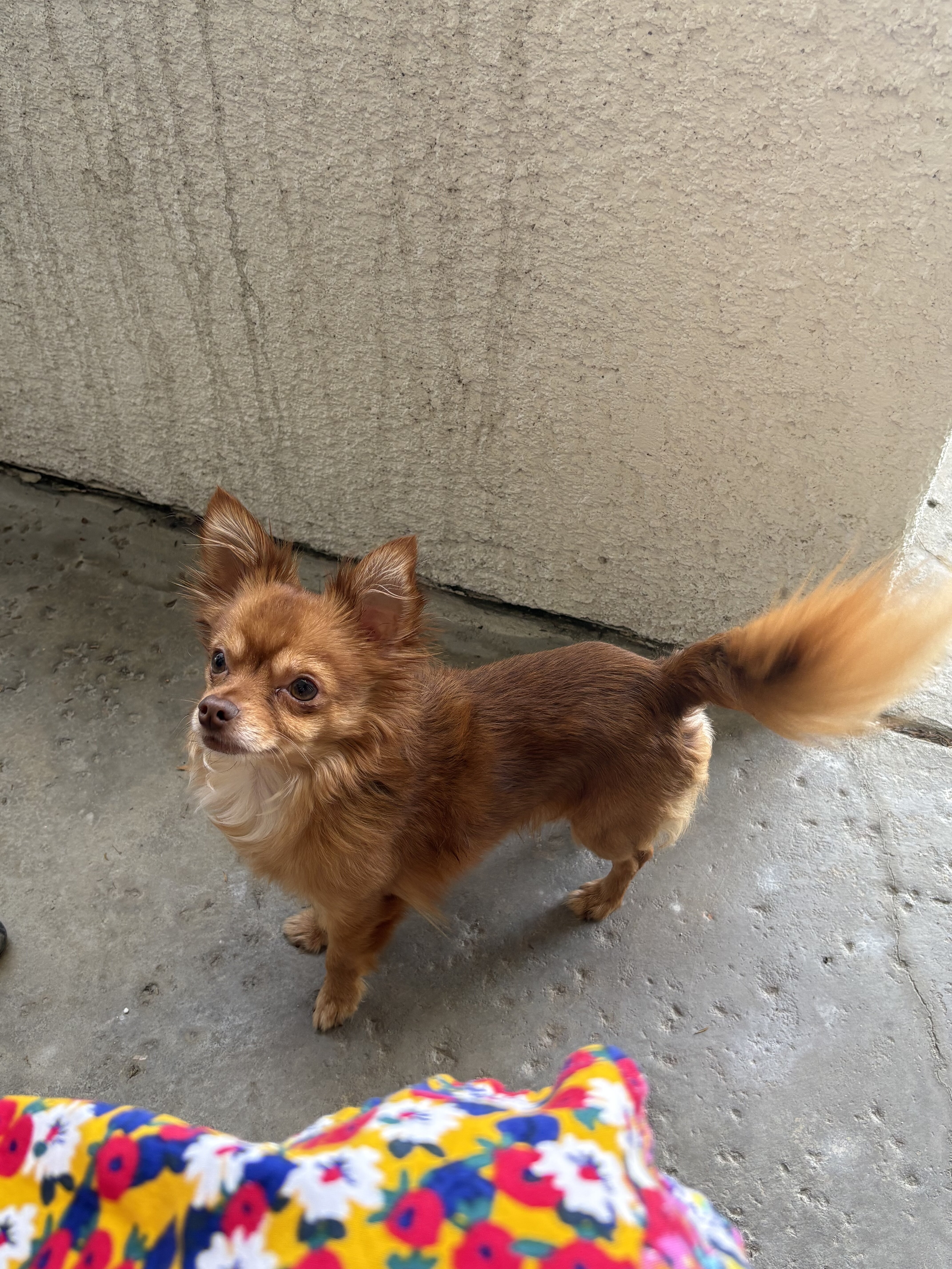 Teacup long-haired Chihuahua image 2