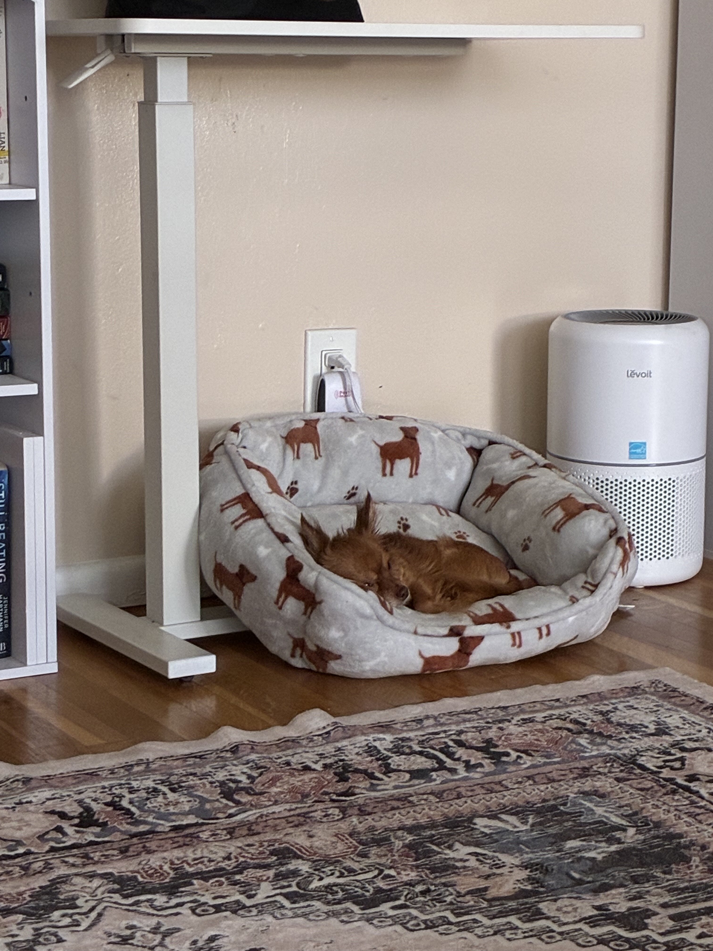 Teacup long-haired Chihuahua image 3