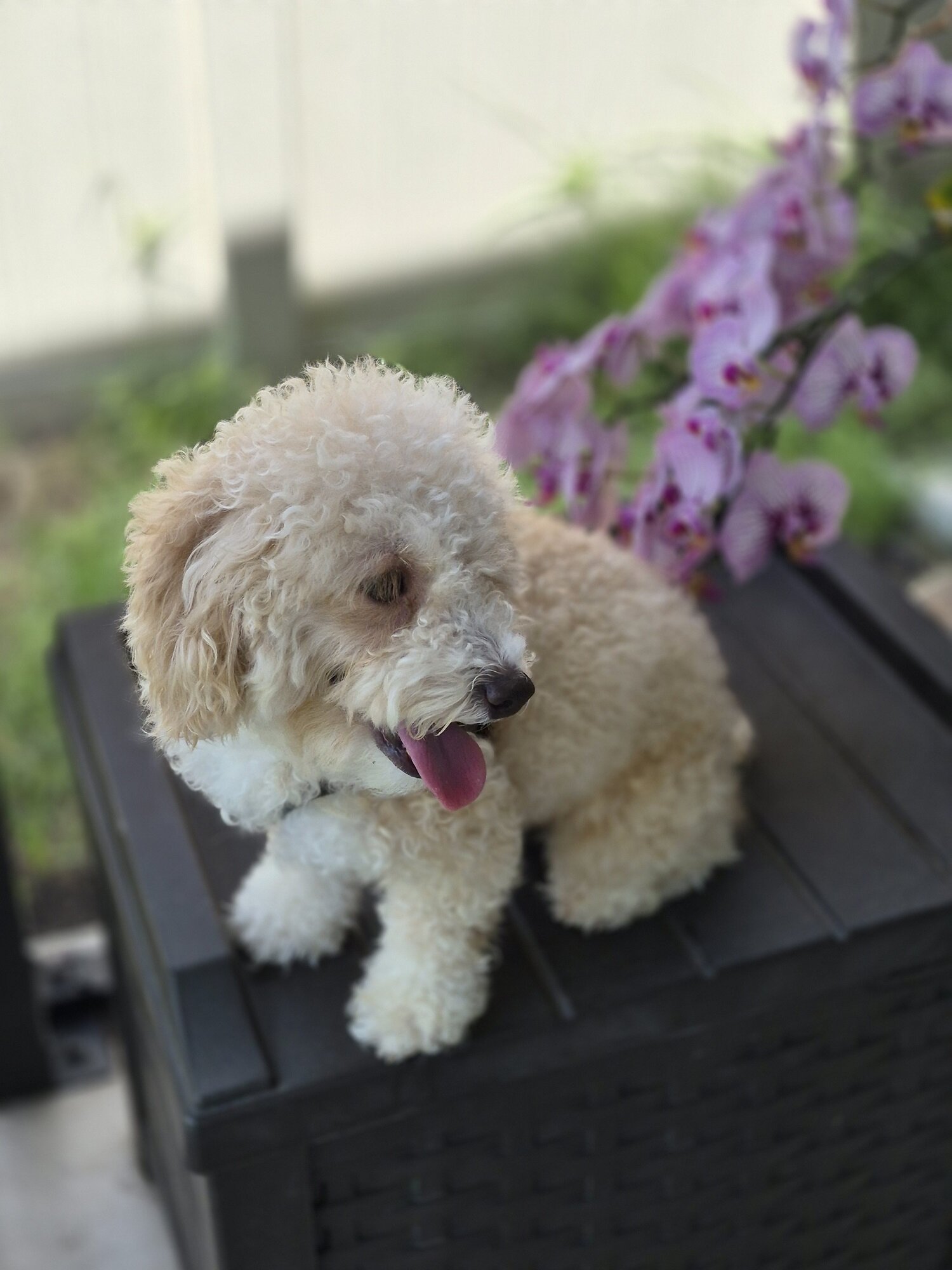 Friendly Bichon Poo For sale (3 Years old) image 2