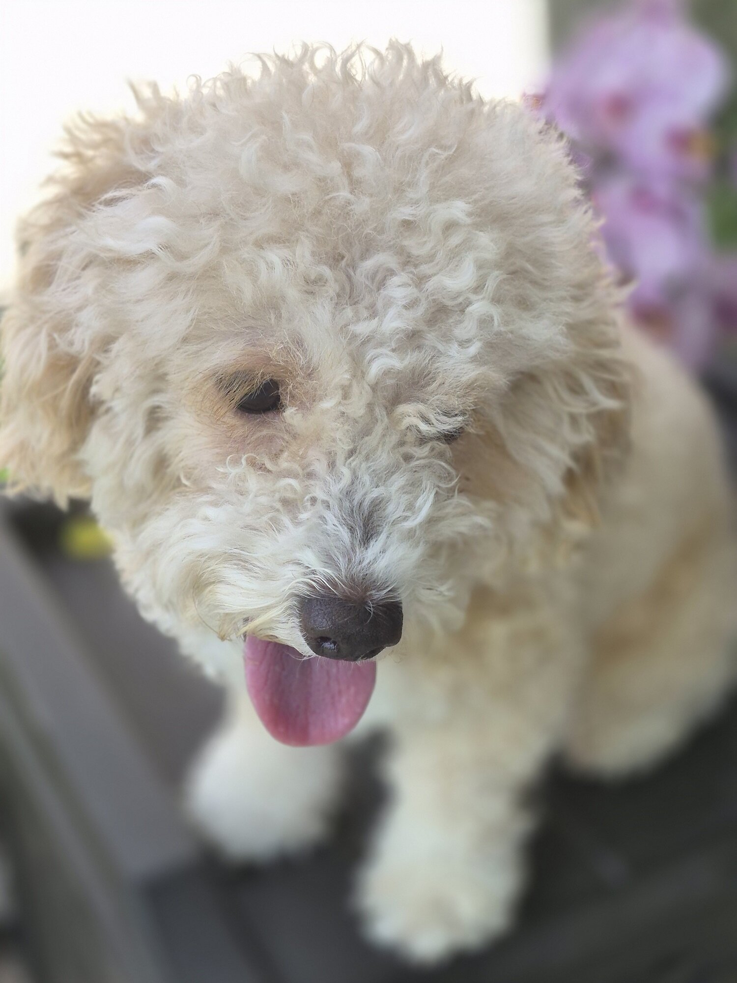 Friendly Bichon Poo For sale (3 Years old) image 5
