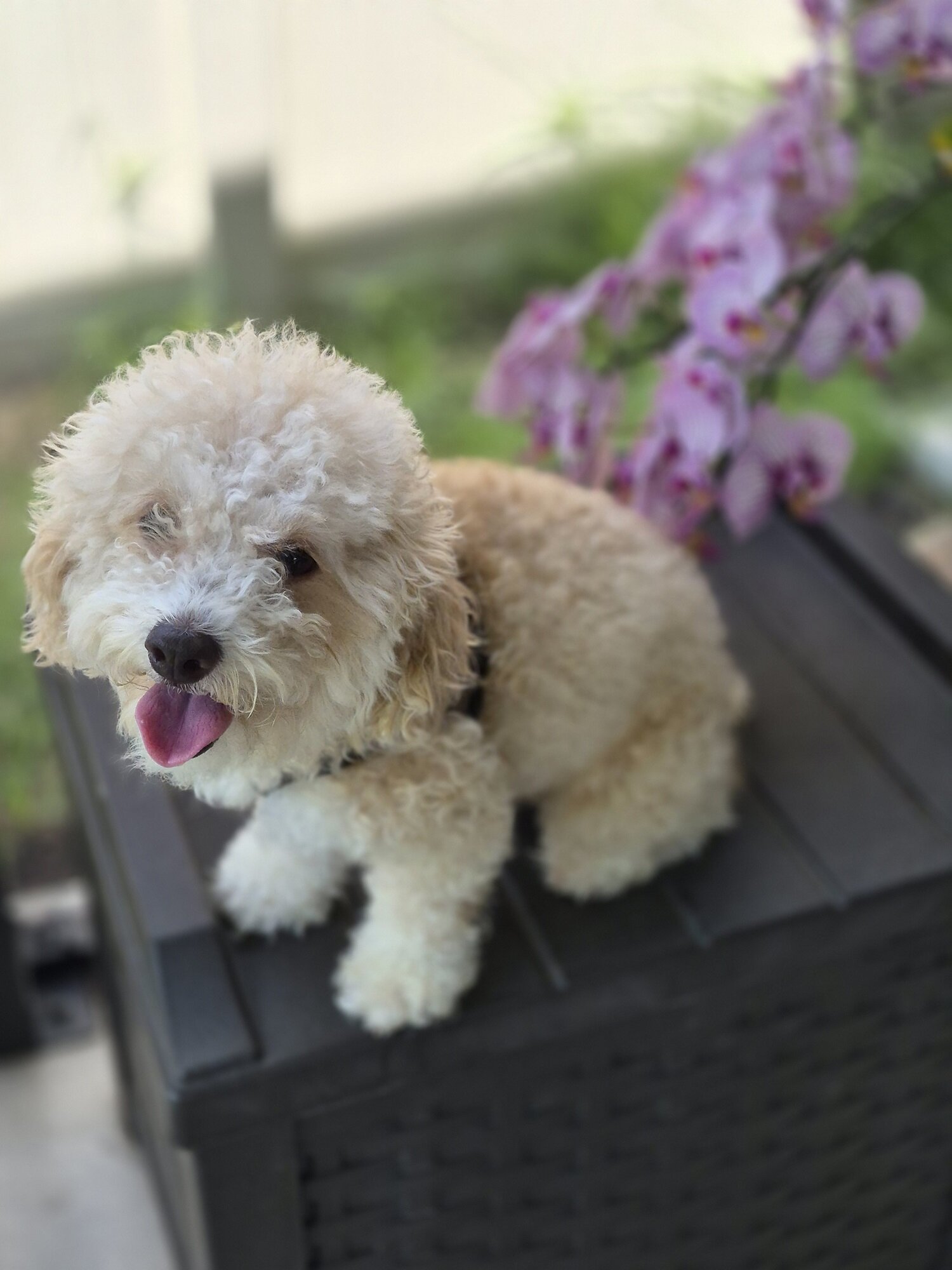 Friendly Bichon Poo For sale (3 Years old) image 4