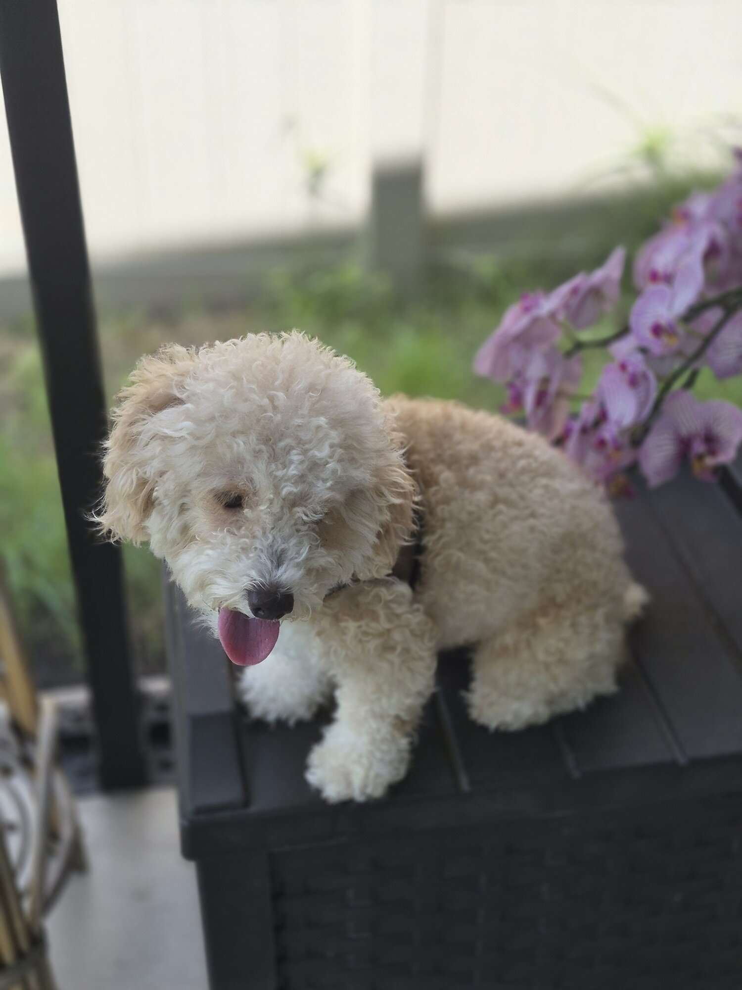 Friendly Bichon Poo For sale (3 Years old) image 3