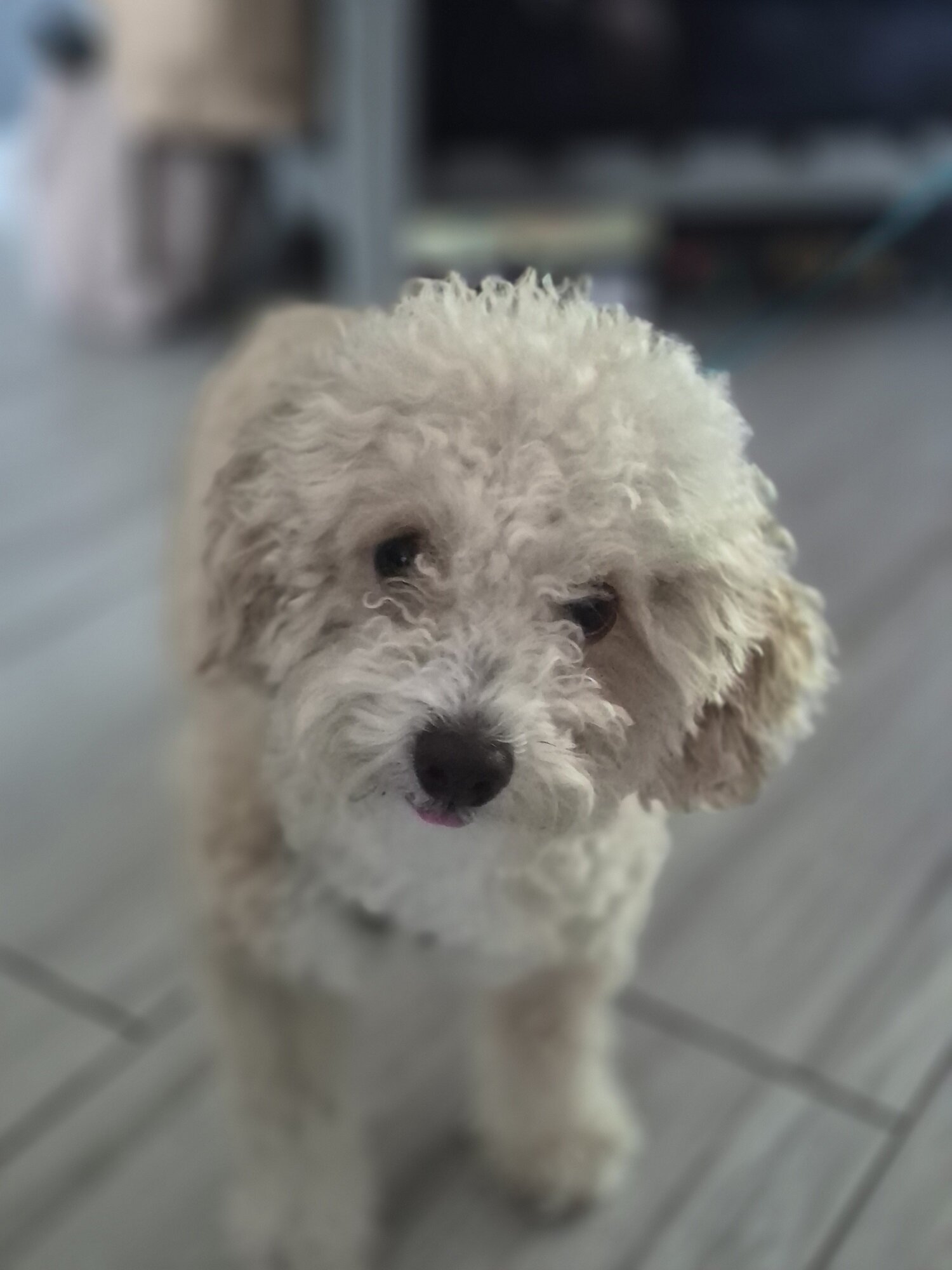 Friendly Bichon Poo For sale (3 Years old) image 1