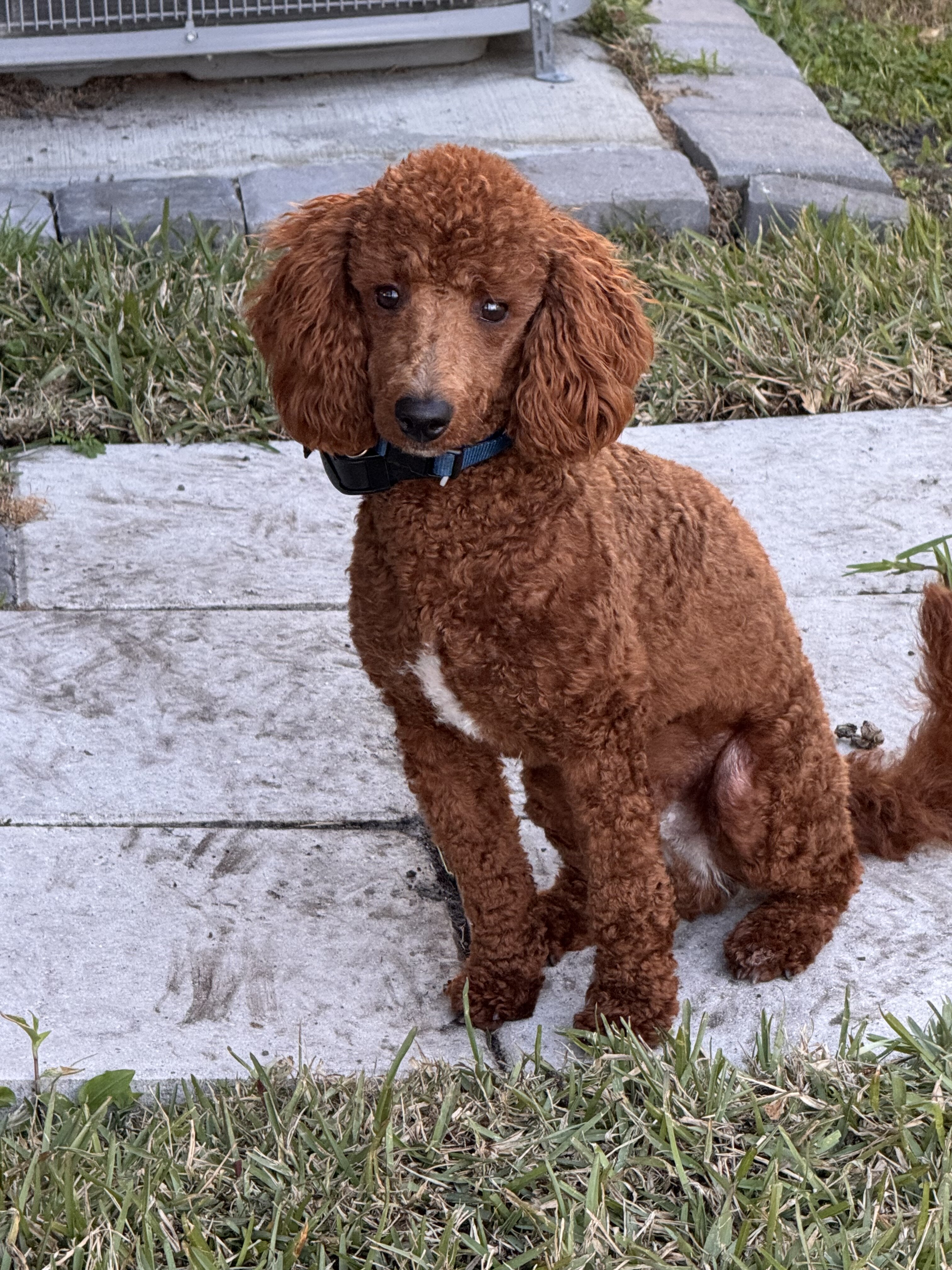 AKC DOG LOOKING FOR A NEW HOME image 3