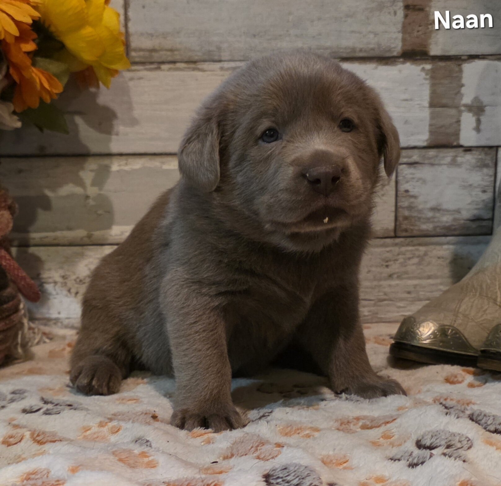 AKC Silver Labrador Retriever Puppies image 10