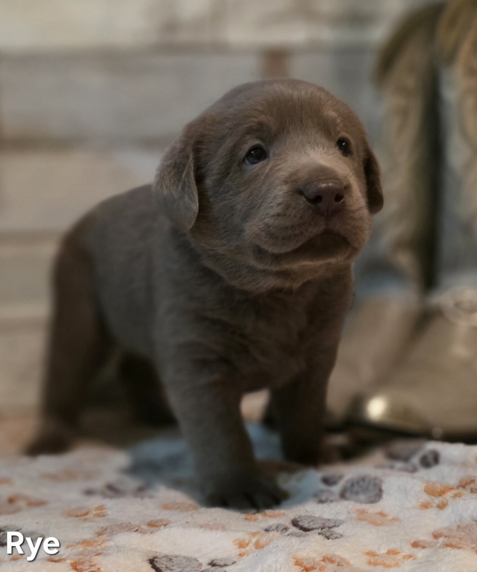 AKC Silver Labrador Retriever Puppies image 9