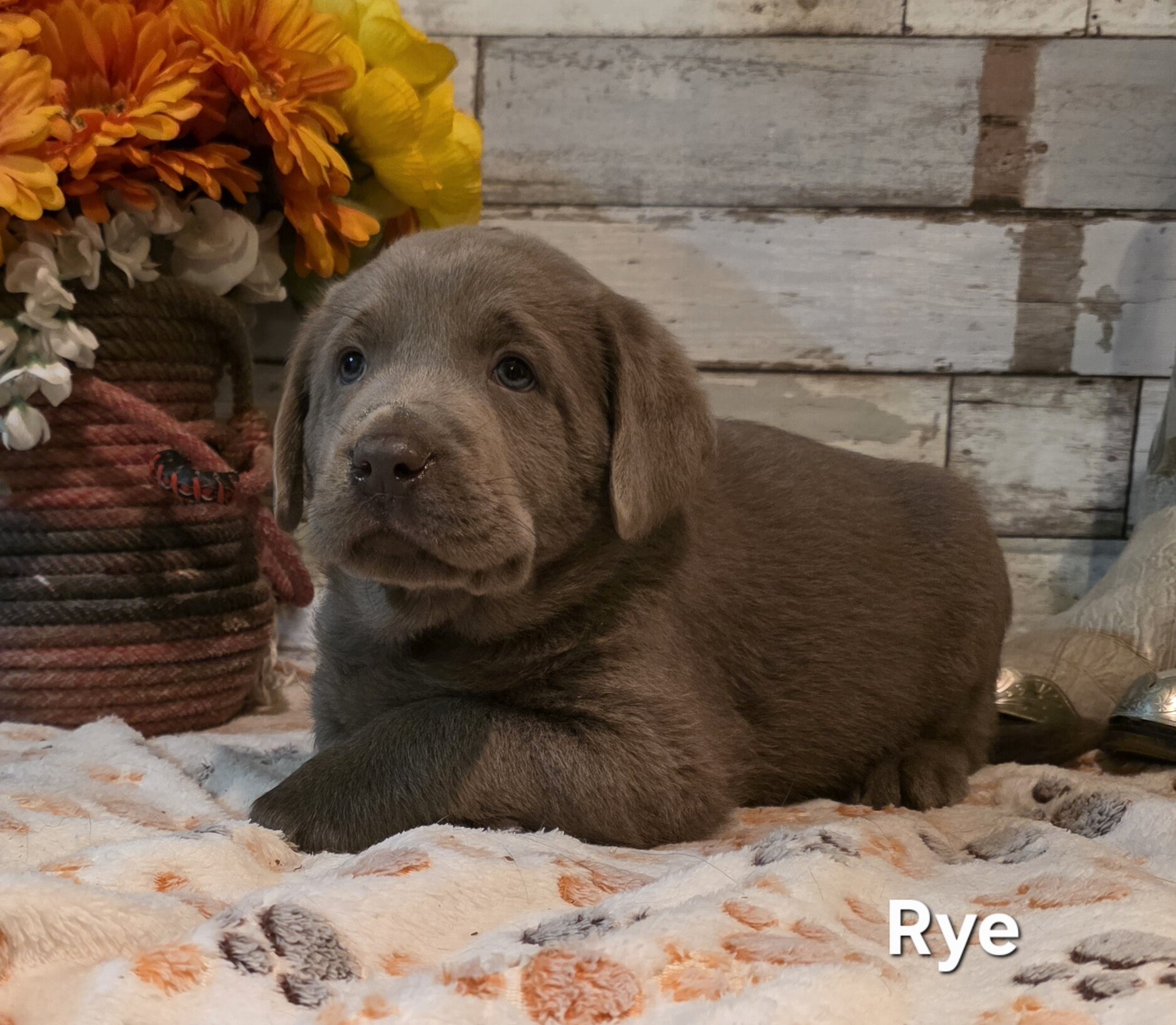 AKC Silver Labrador Retriever Puppies image 4
