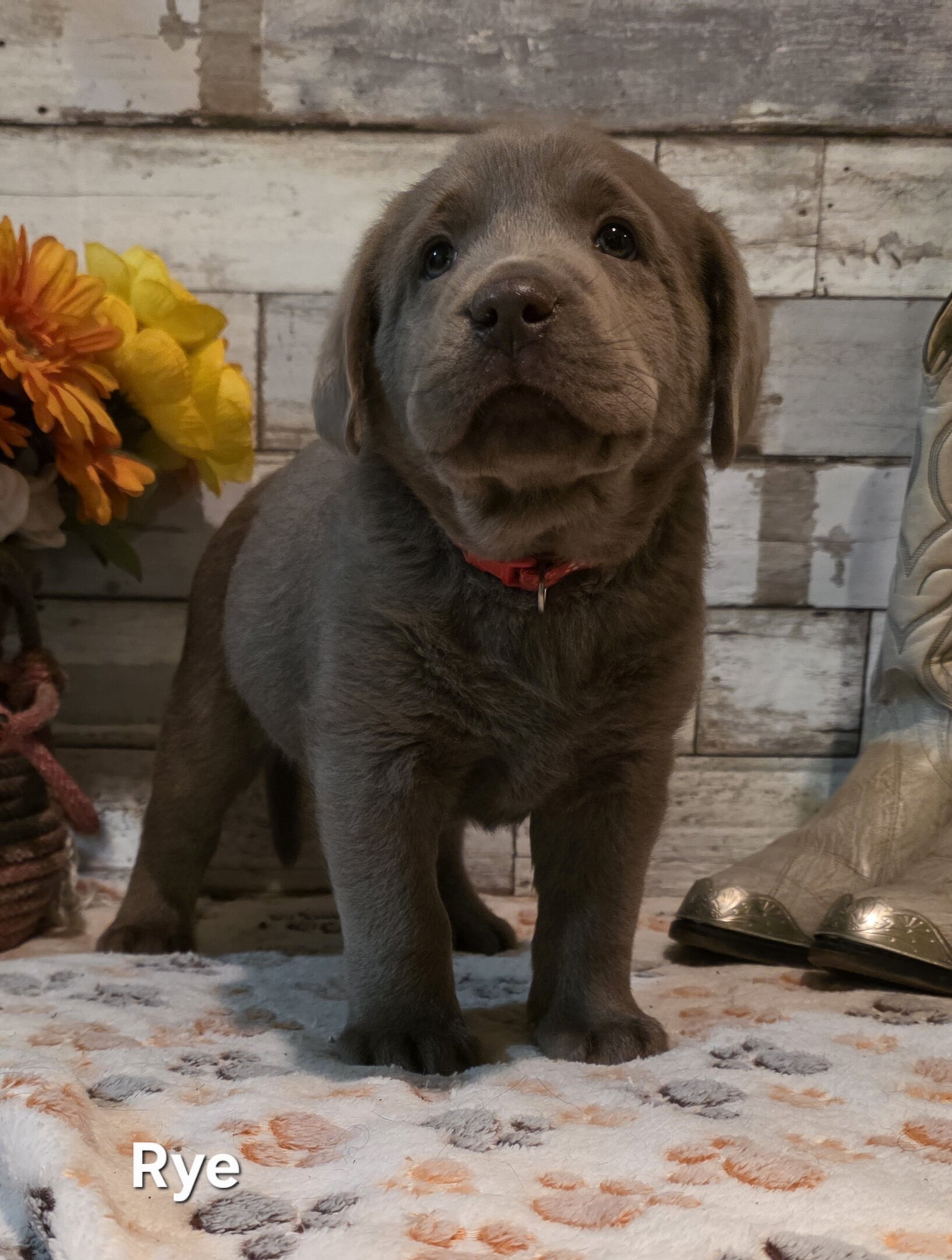 AKC Silver Labrador Retriever Puppies image 2