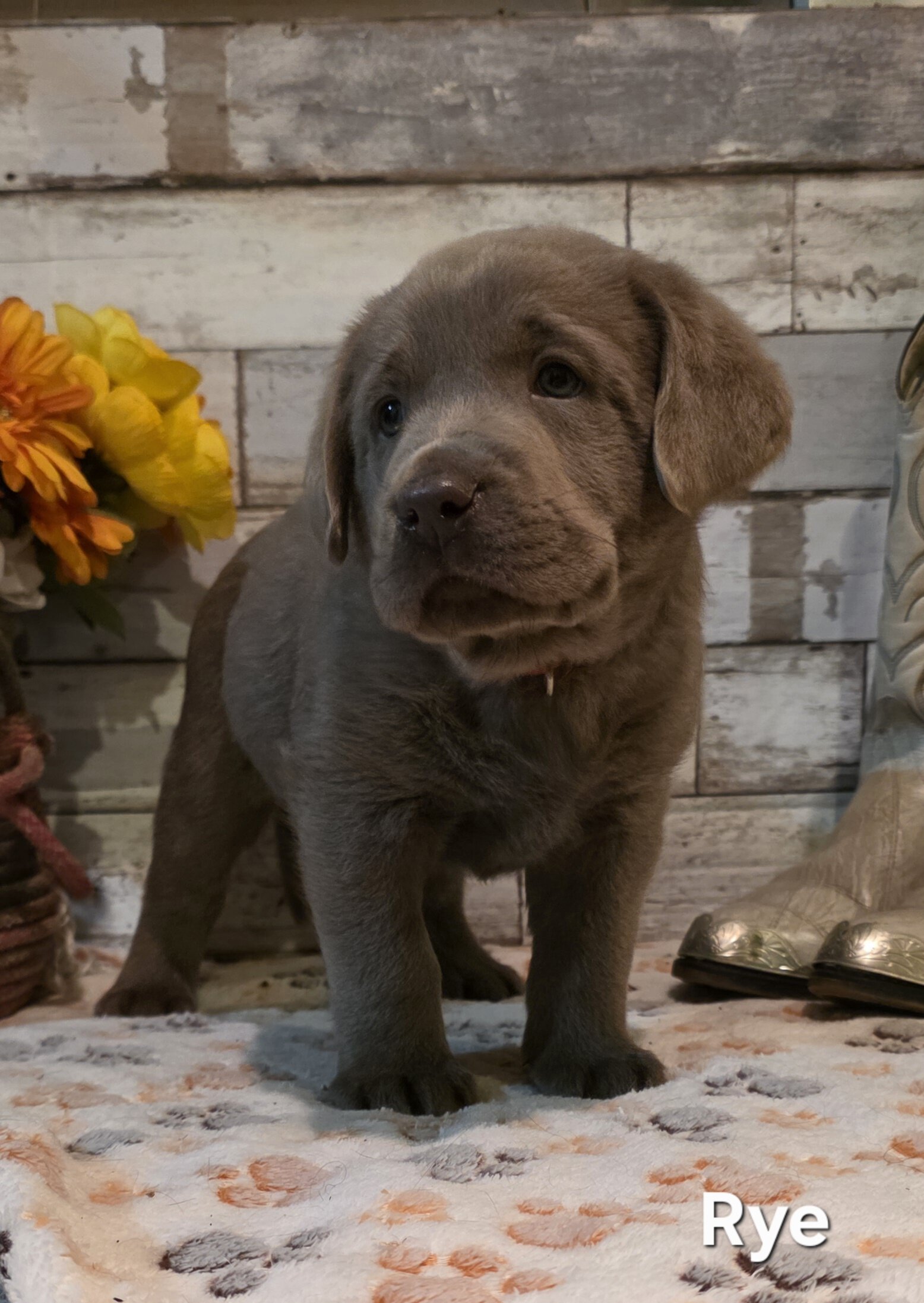 AKC Silver Labrador Retriever Puppies image 7
