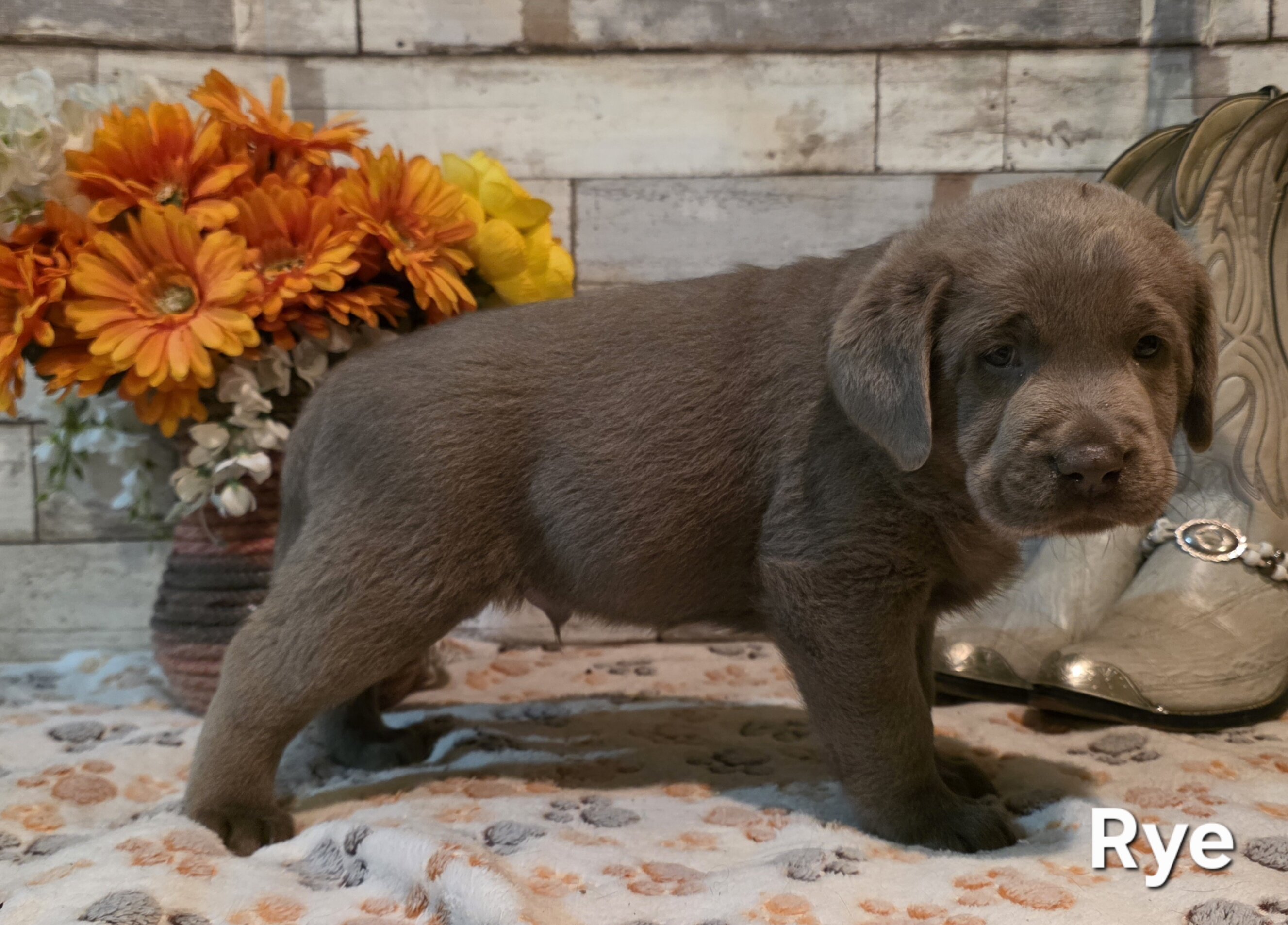 AKC Silver Labrador Retriever Puppies image 8