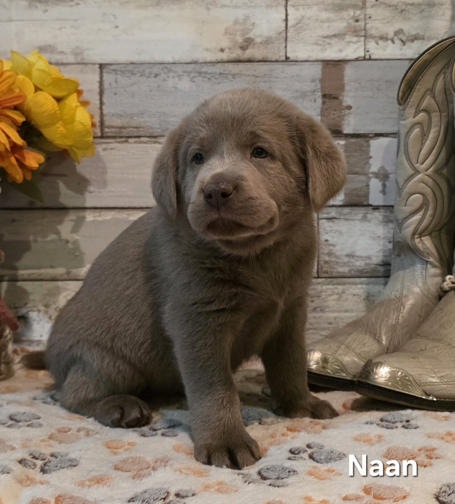AKC Silver Labrador Retriever Puppies image 1