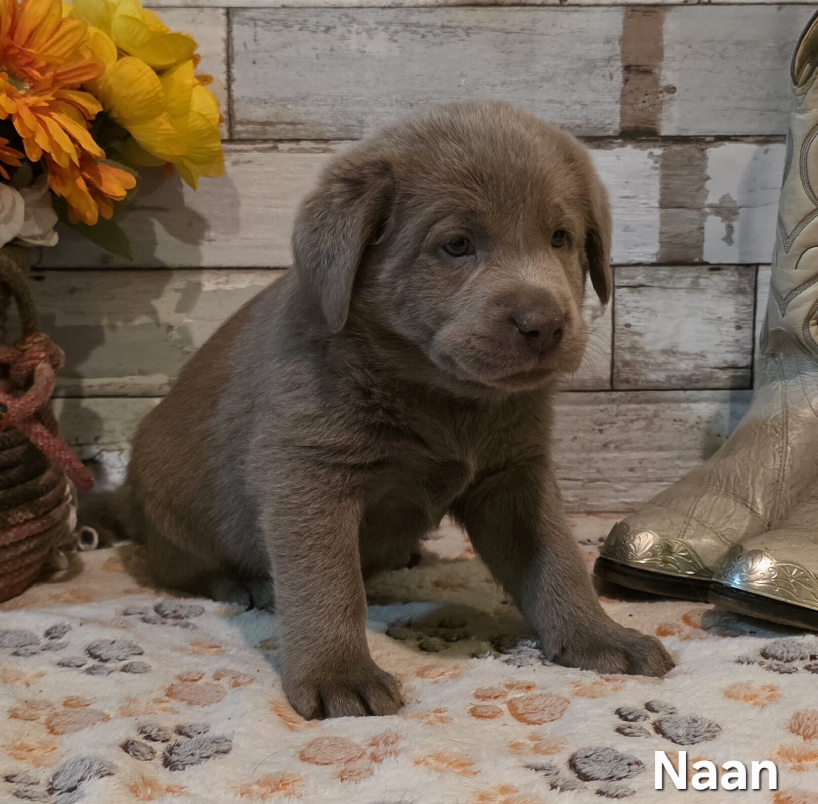 AKC Silver Labrador Retriever Puppies image 3