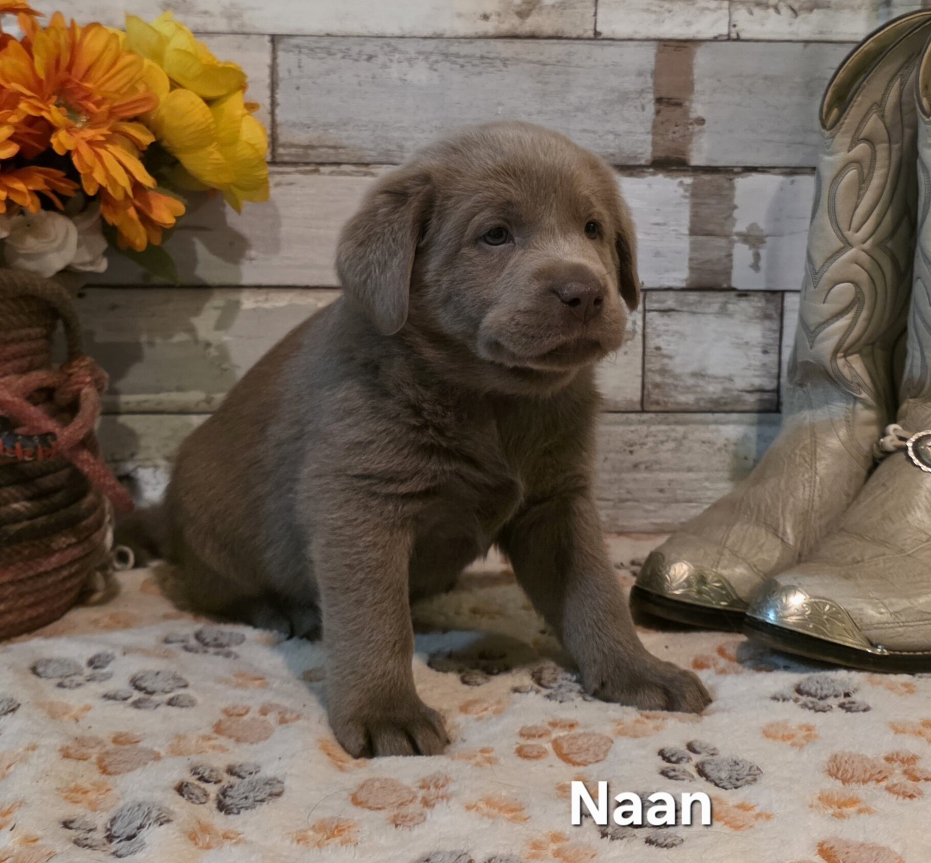 AKC Silver Labrador Retriever Puppies image 5