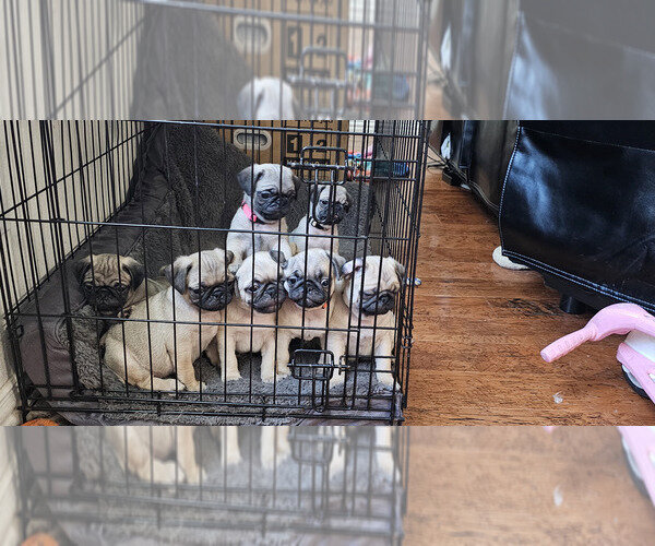 Fawns Pug Puppies image 1