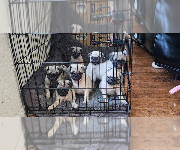 Fawns Pug Puppies image 2