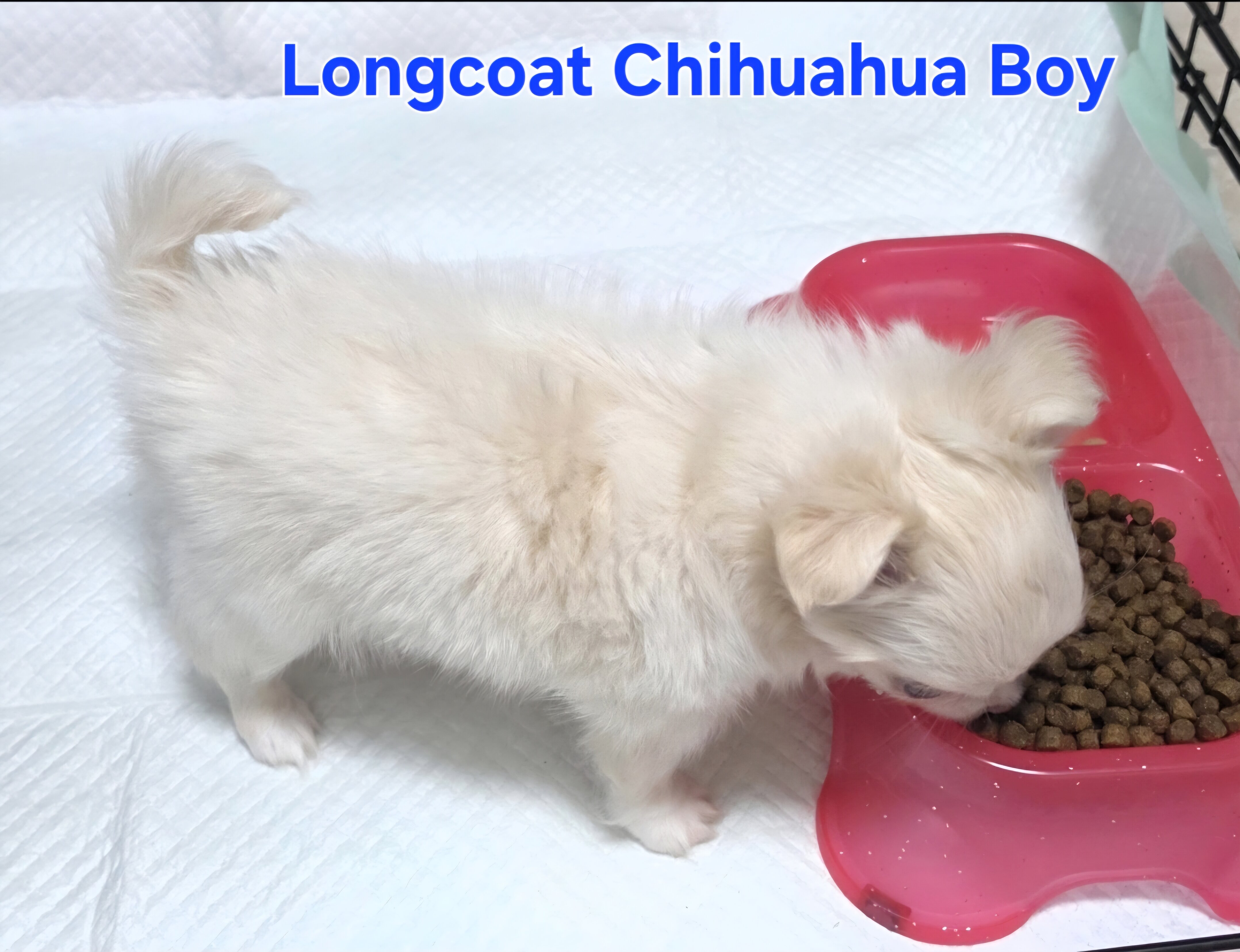 Longcoat Chihuahua Boy image 3