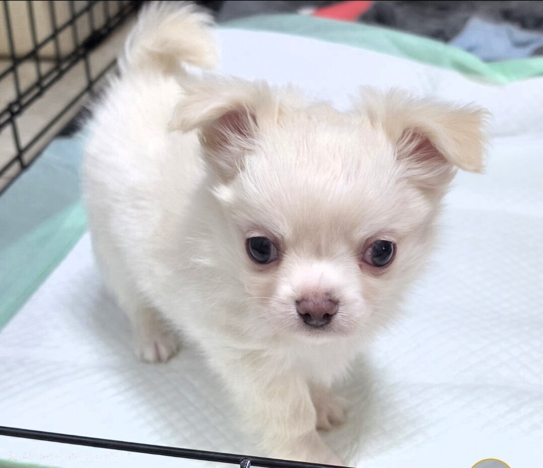 Longcoat Chihuahua Boy image 5