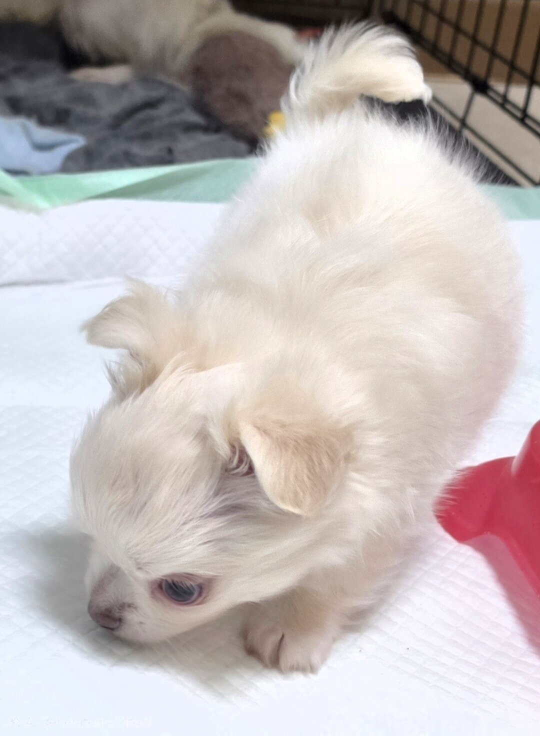 Longcoat Chihuahua Boy image 10