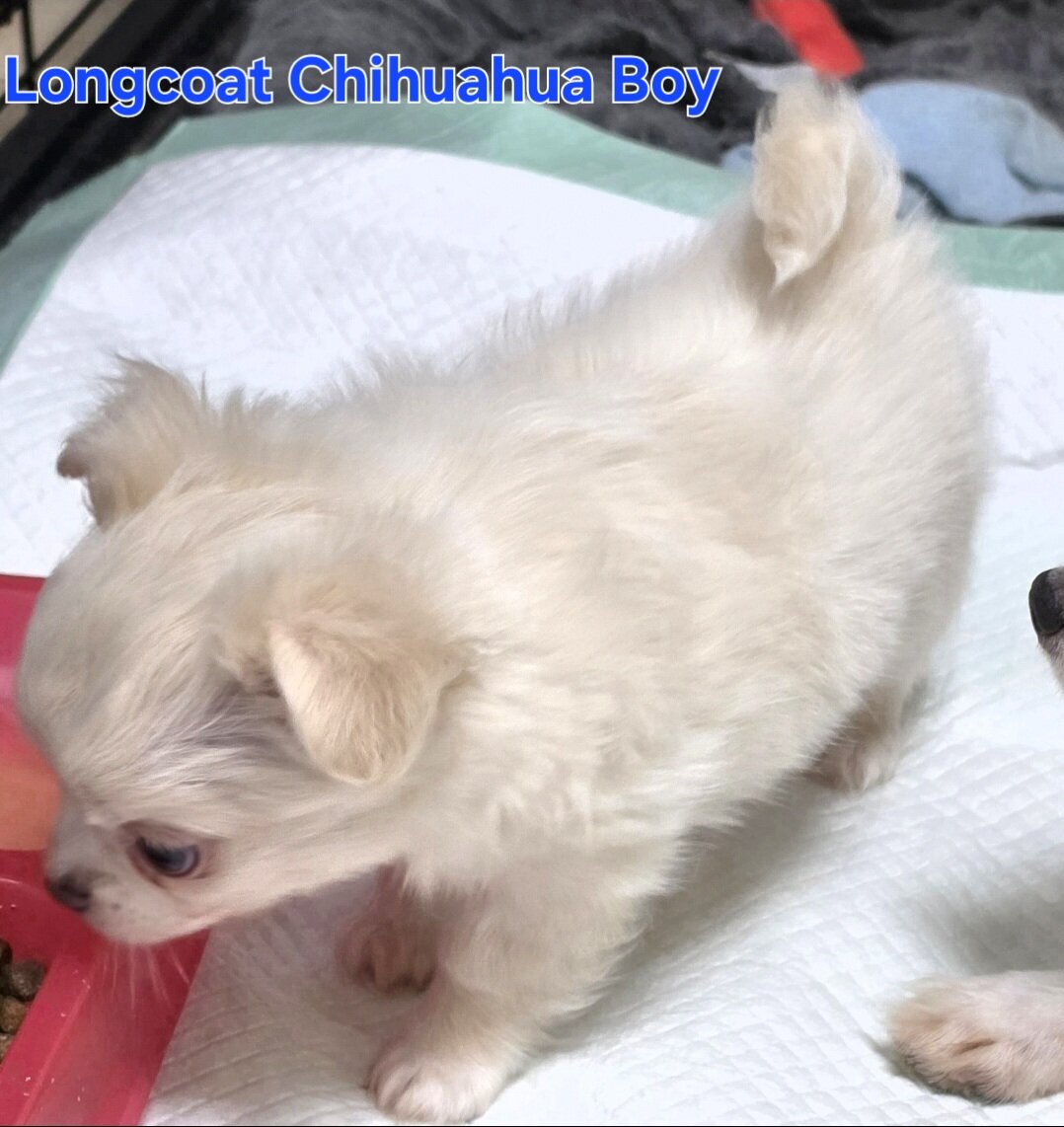 Longcoat Chihuahua Boy image 2