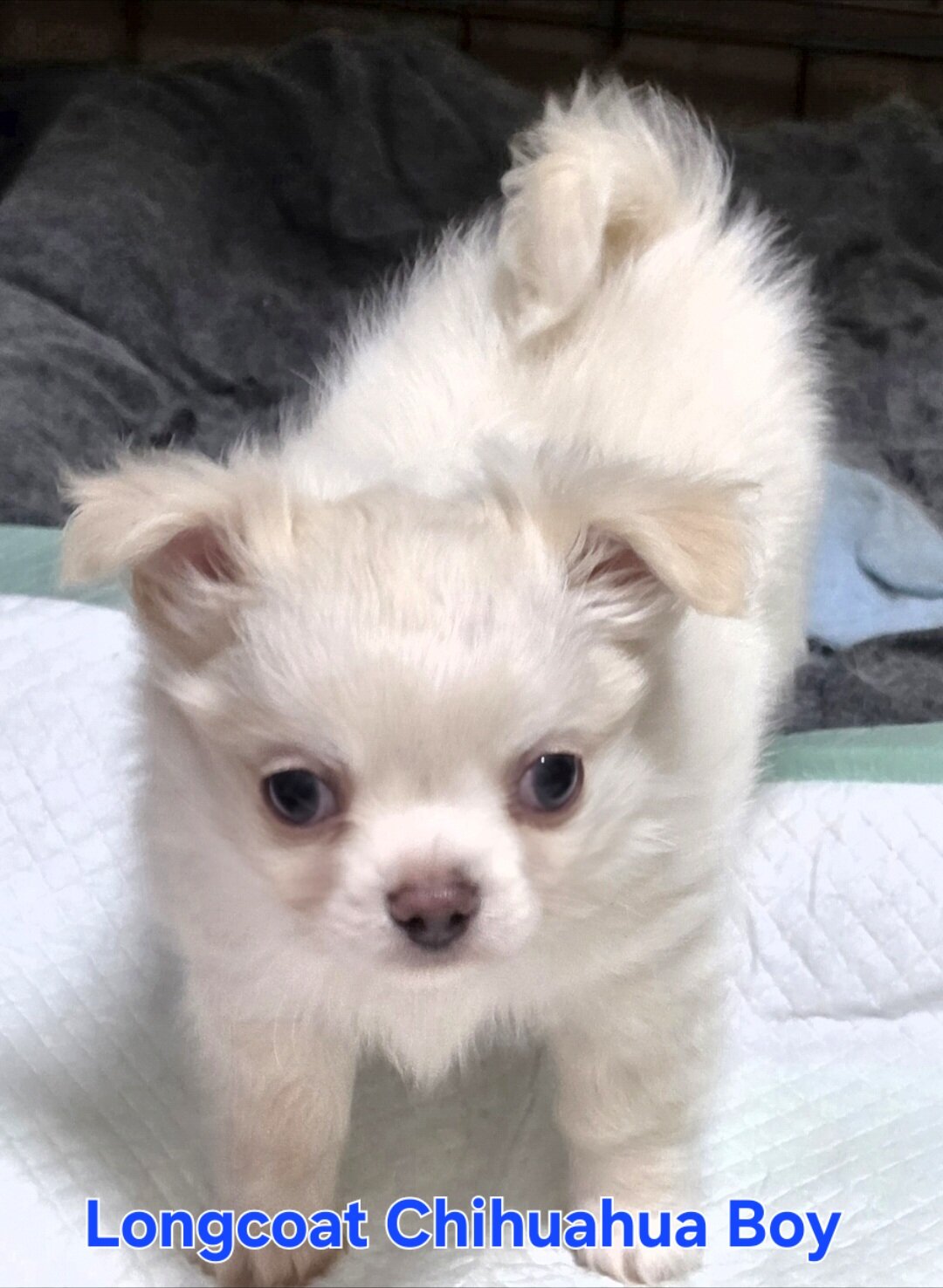 Longcoat Chihuahua Boy image 1