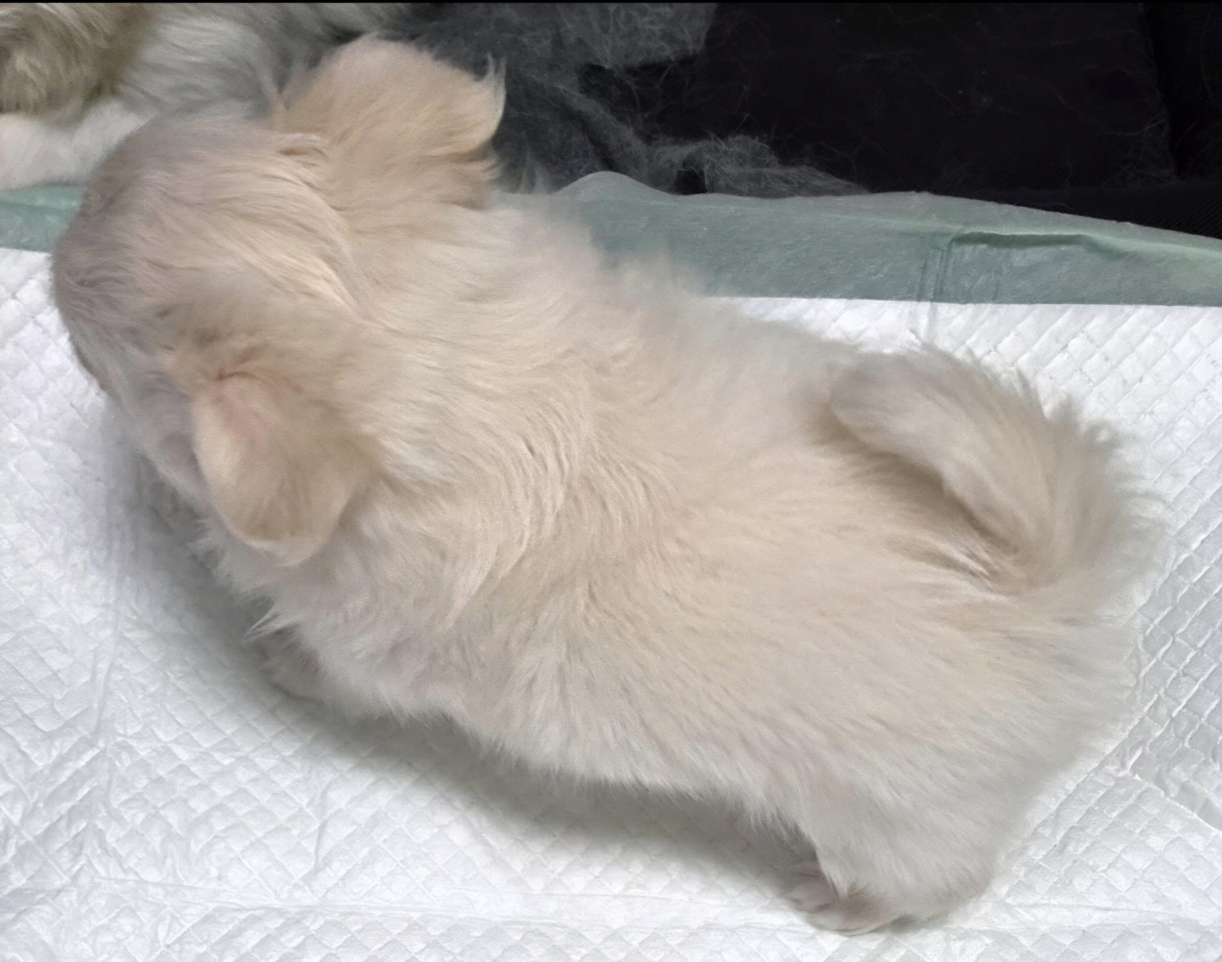Longcoat Chihuahua Boy image 7