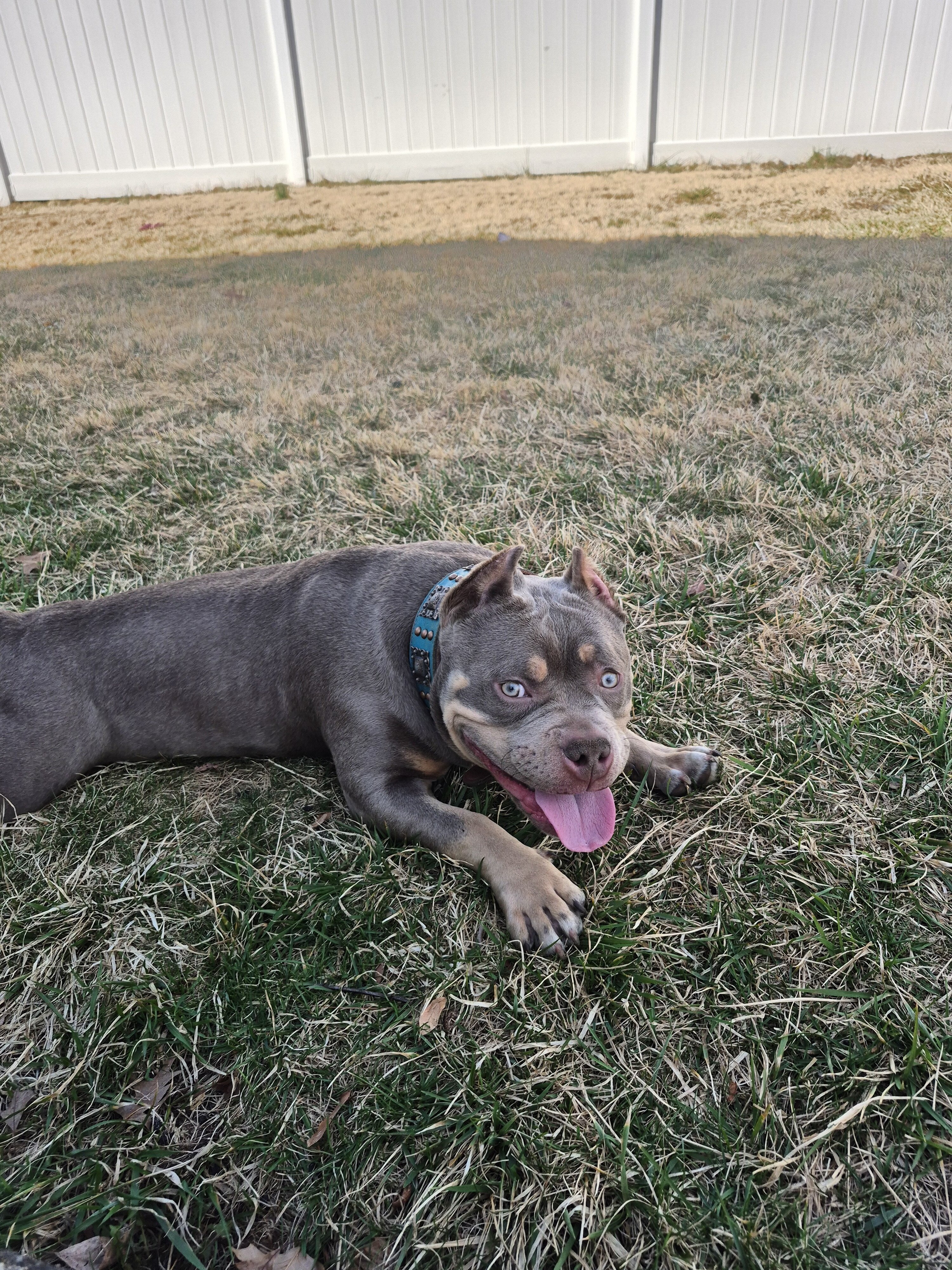 American Pocket Bully image 2