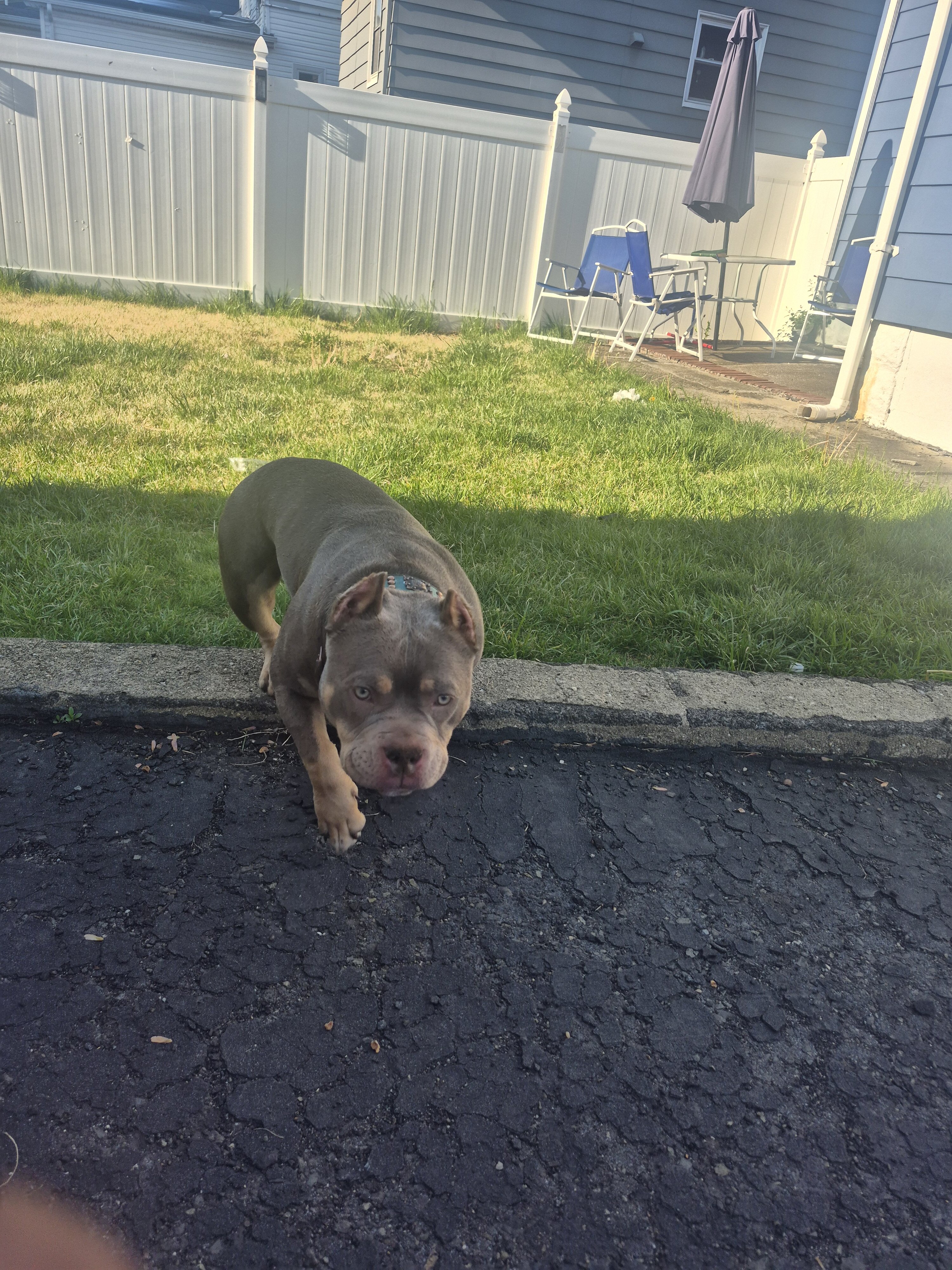 American Pocket Bully image 4