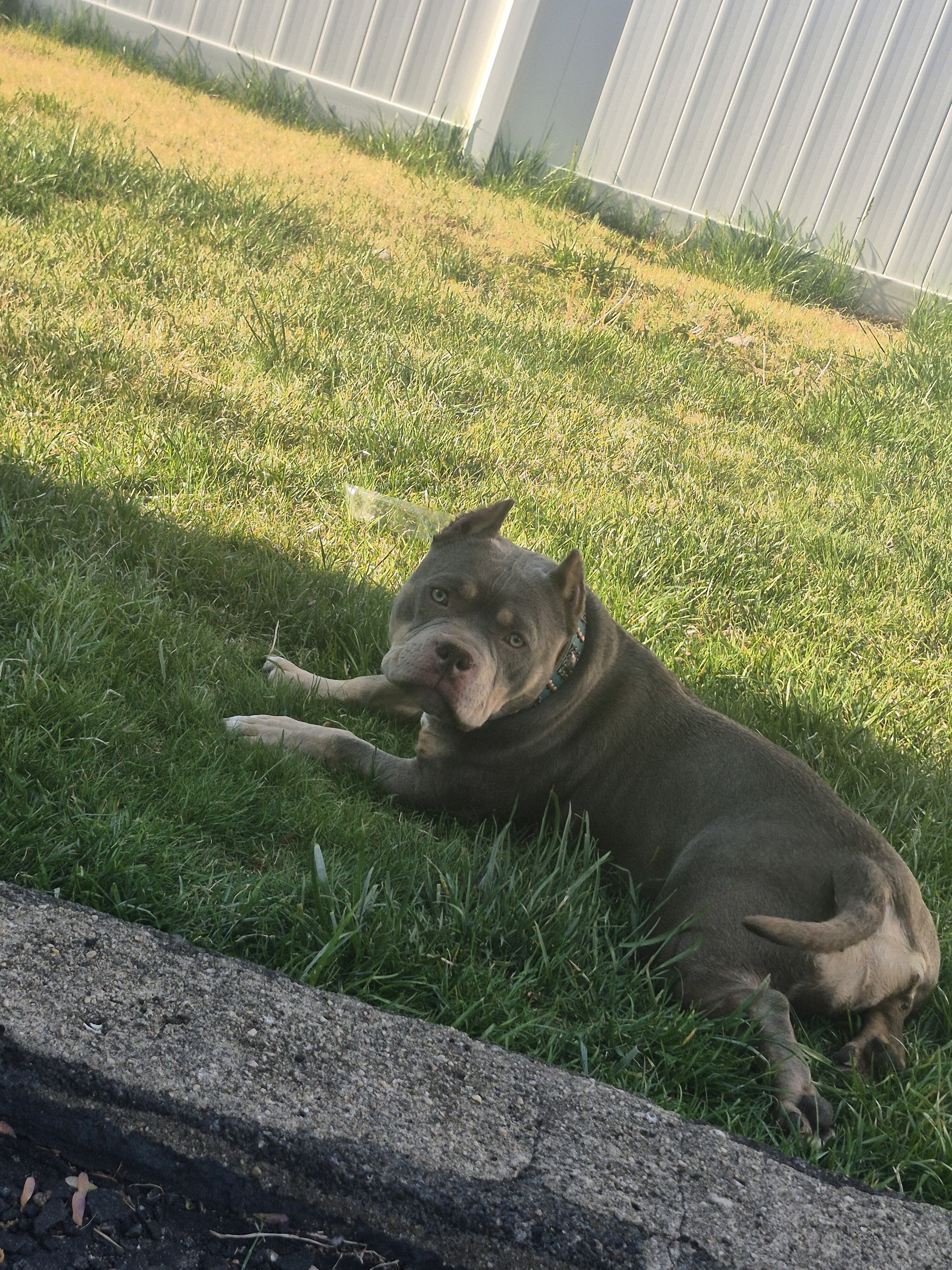 American Pocket Bully image 1