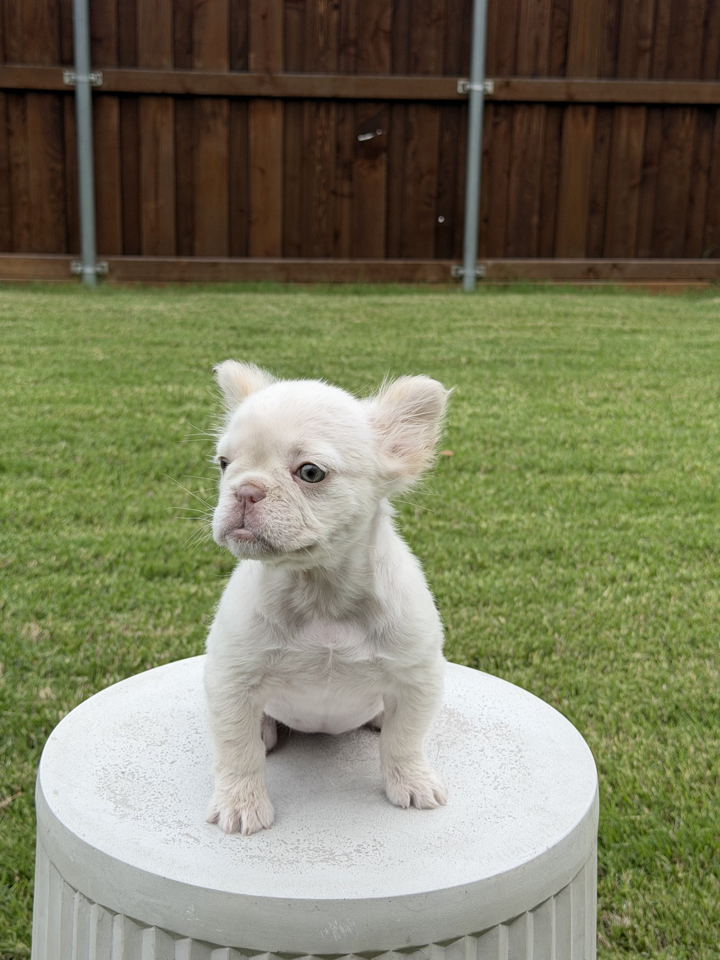 Cream Fluffy Frenchie image 3