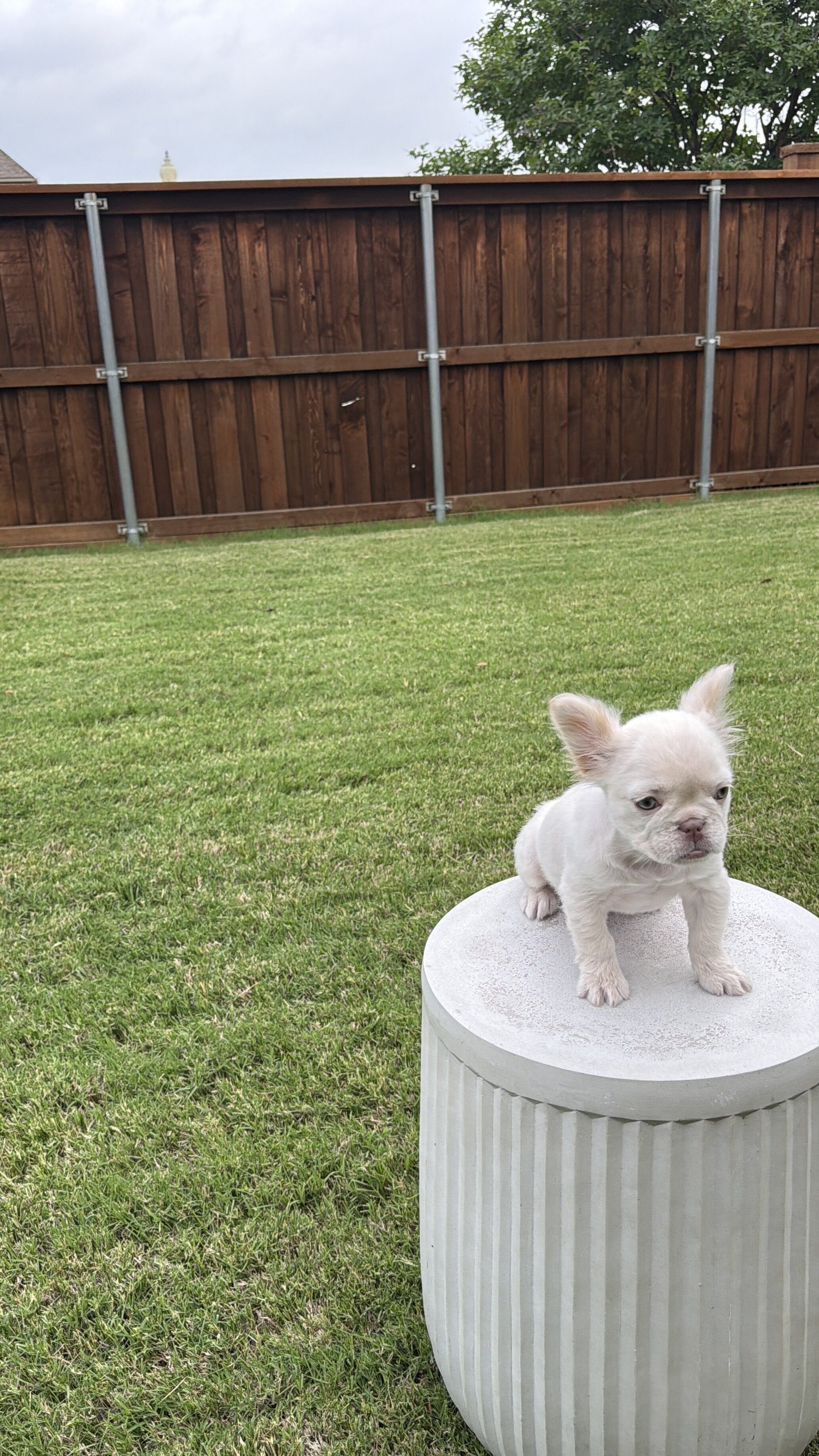 Cream Fluffy Frenchie image 2