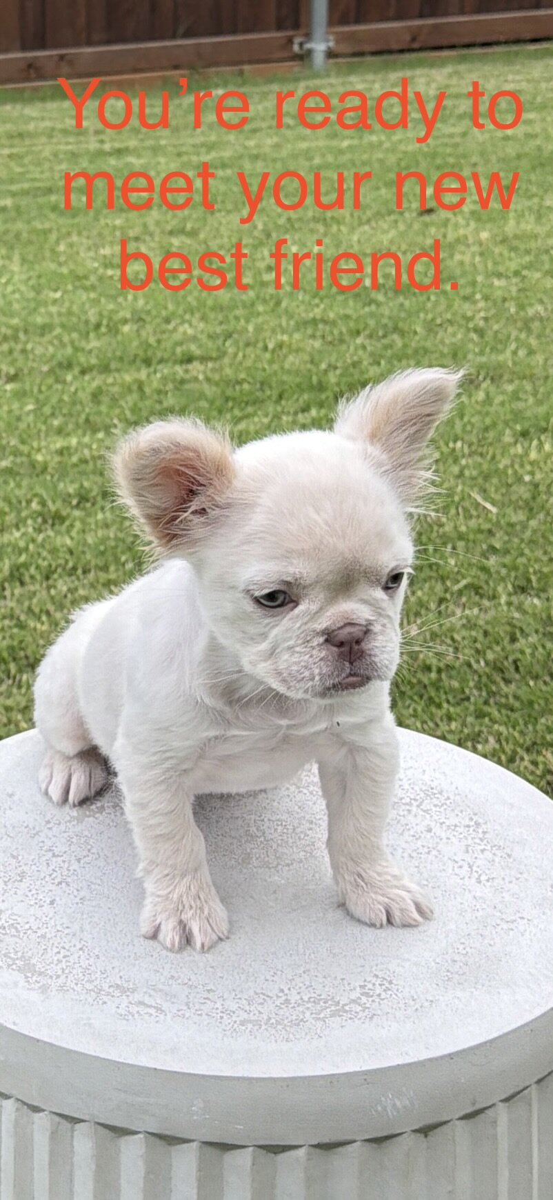 Cream Fluffy Frenchie image 1