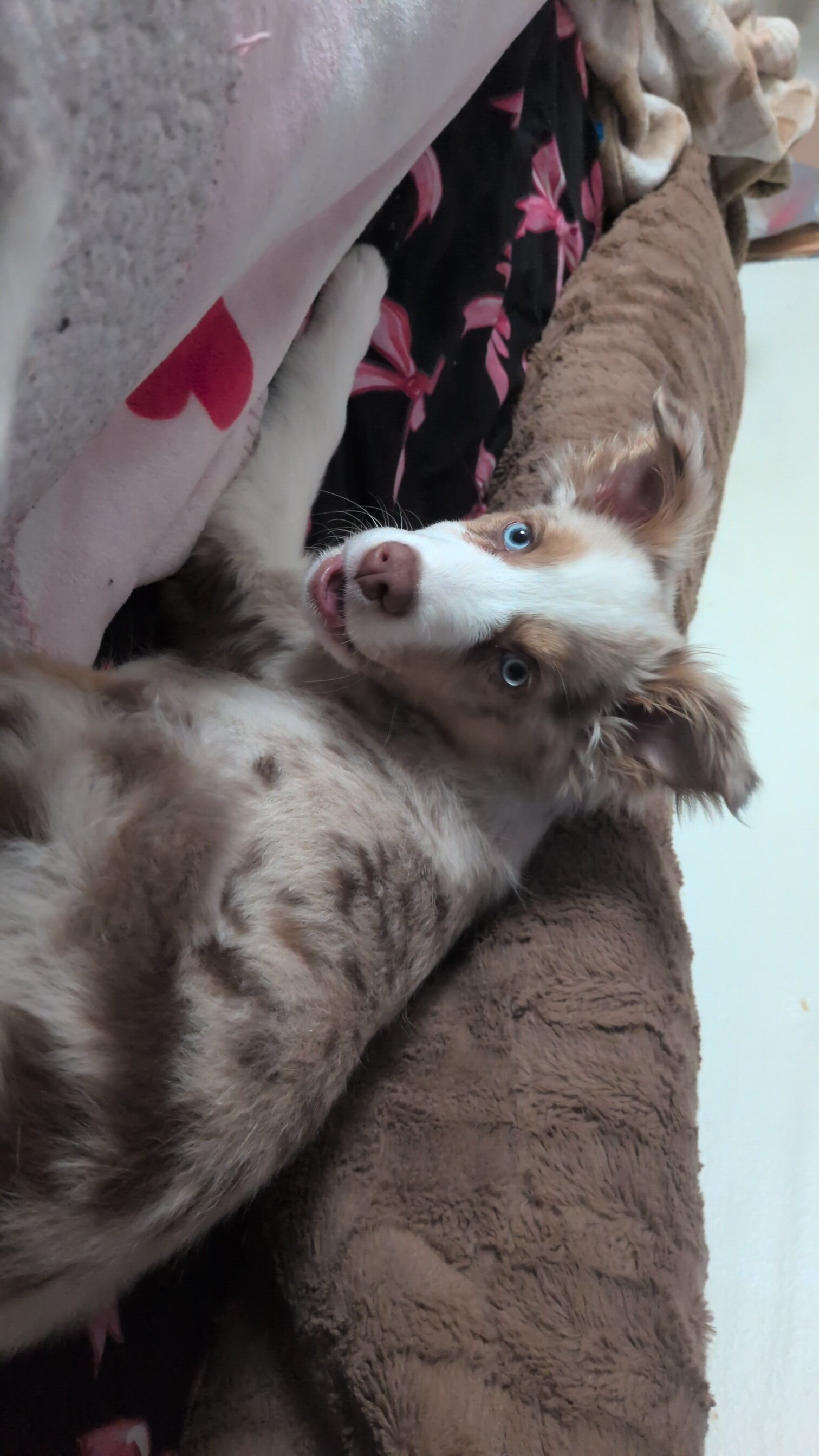 Aussie shepard image 1