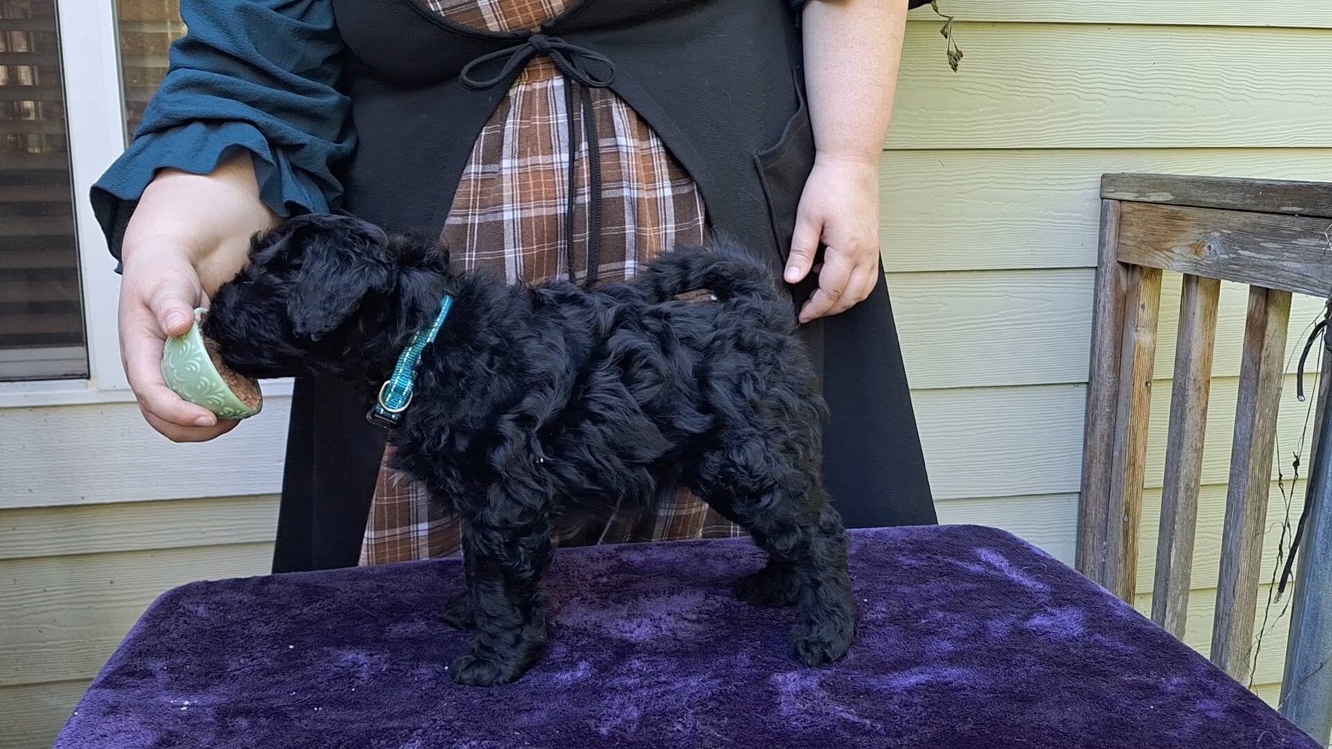 AKC Puli - Hungarian herding dog image 9