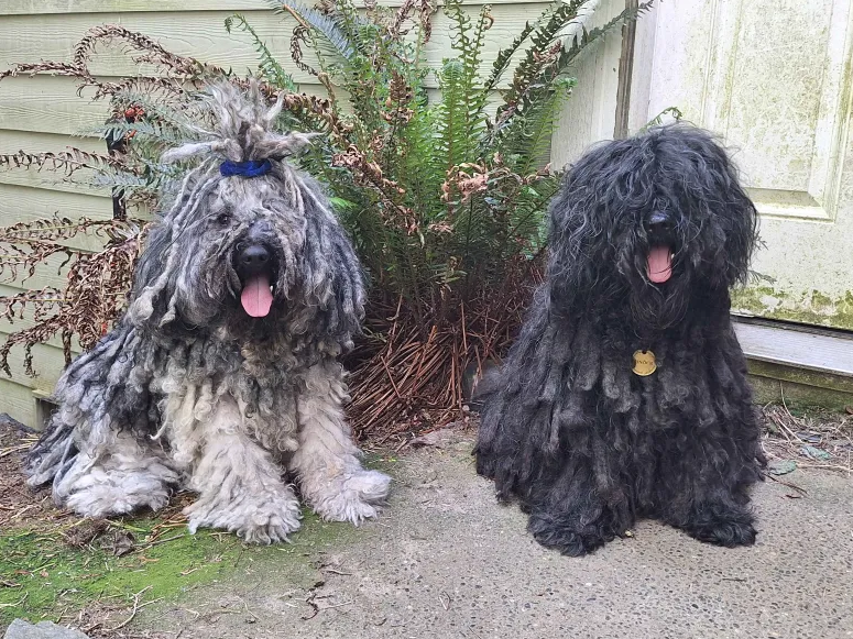 AKC Puli - Hungarian herding dog image 1