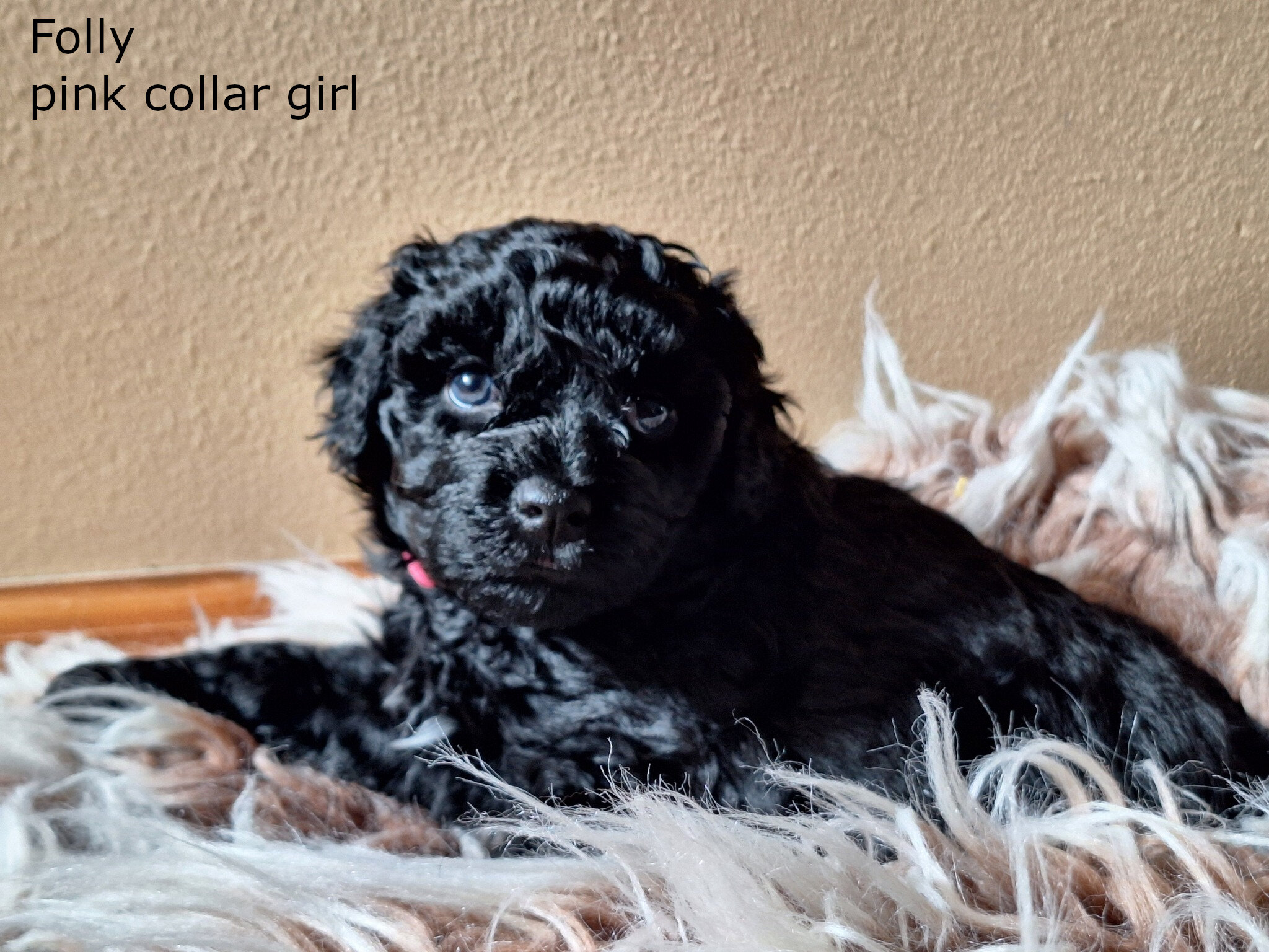 AKC Puli - Hungarian herding dog image 3