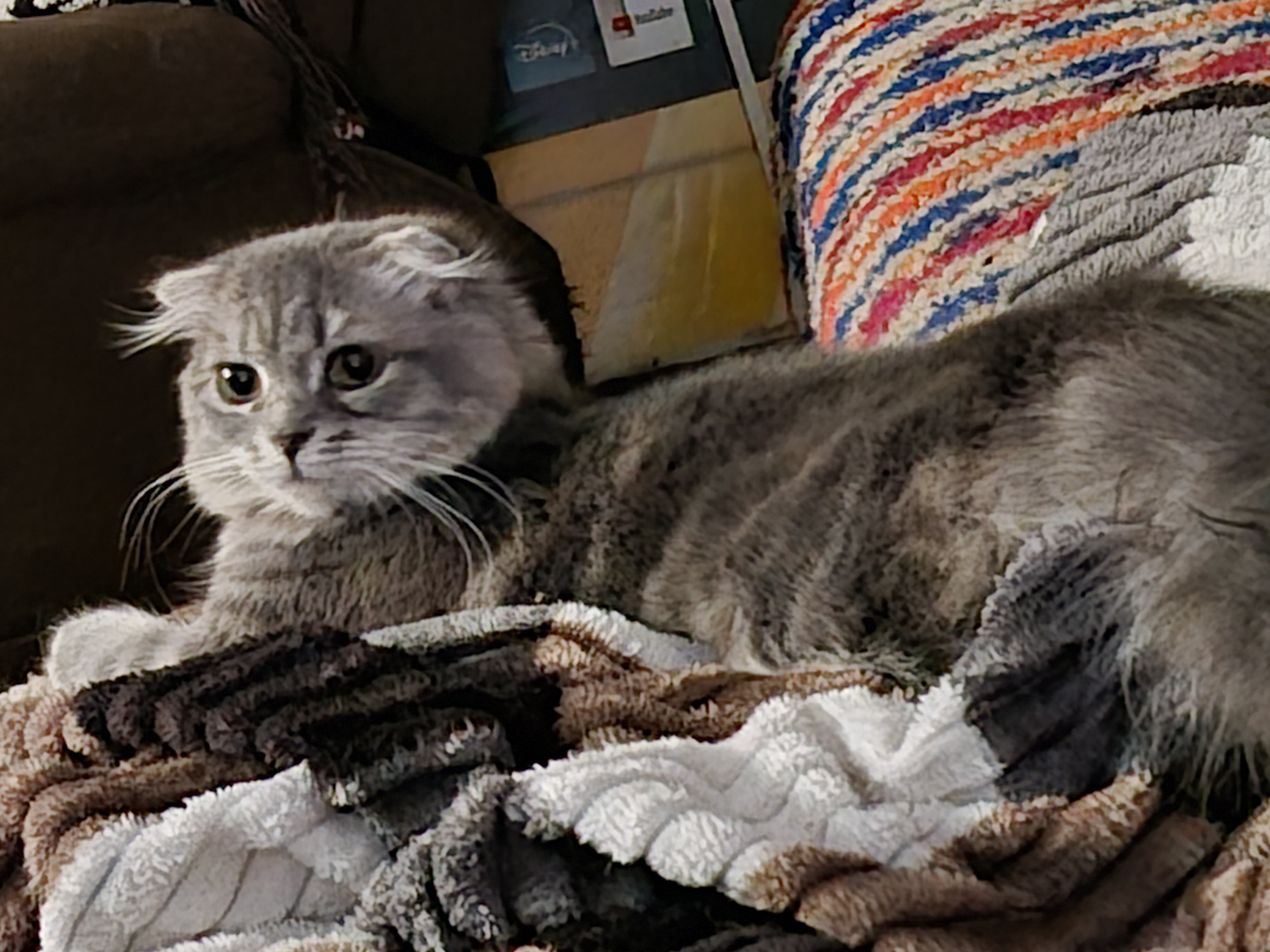 Kittens image 1