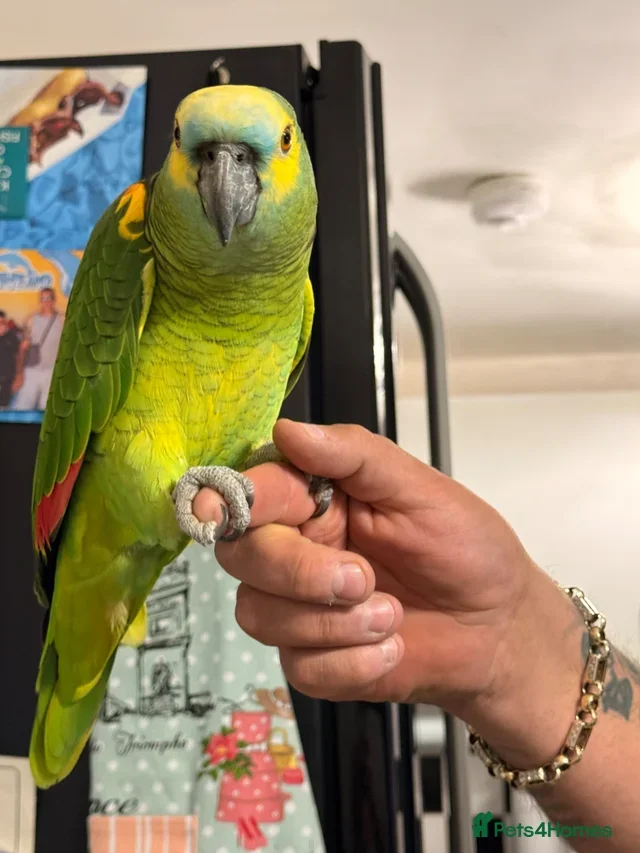 Amazon parrot image 1